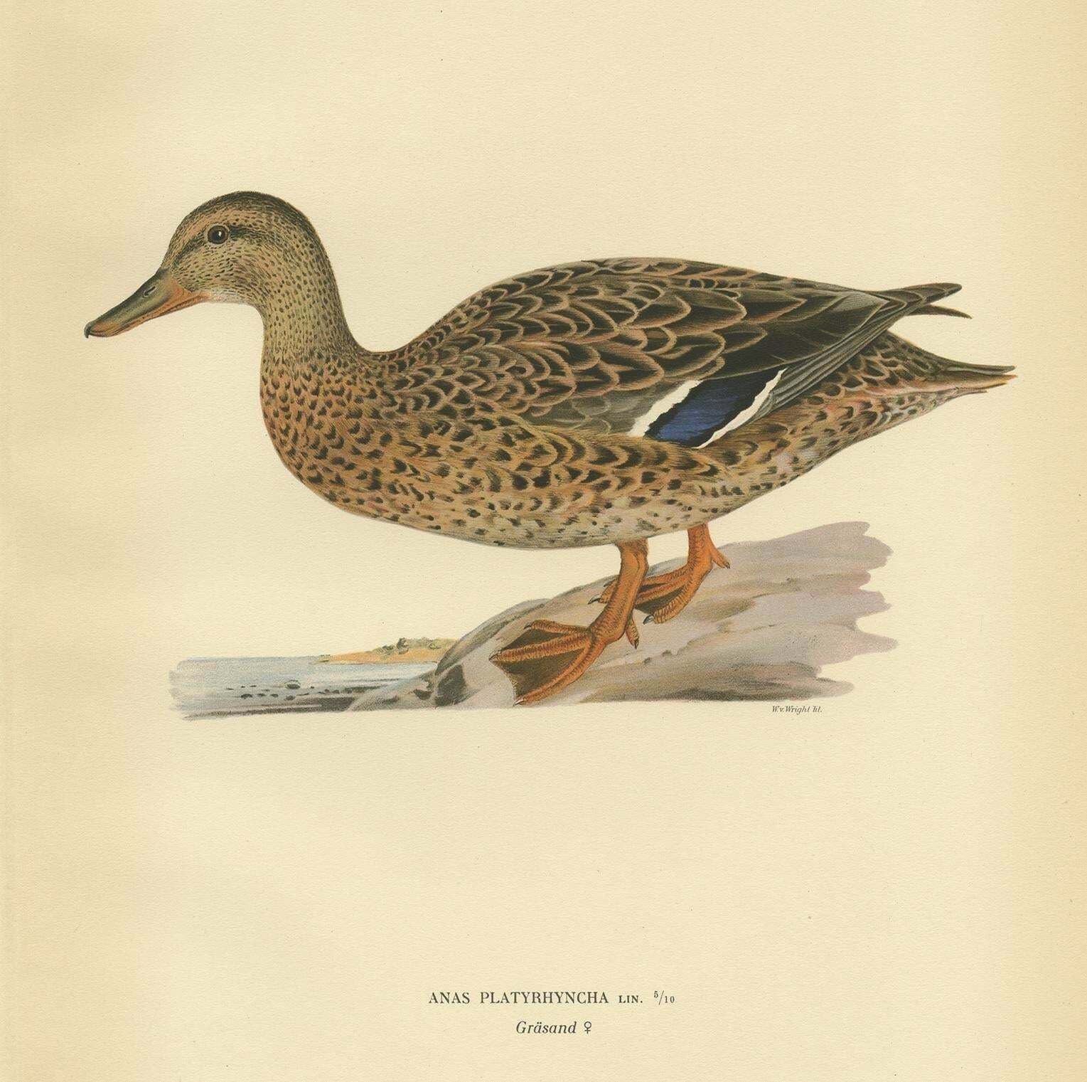 Antique Bird Print Of A Female Domestic Duck By Von Wright, '1929' photo for sale