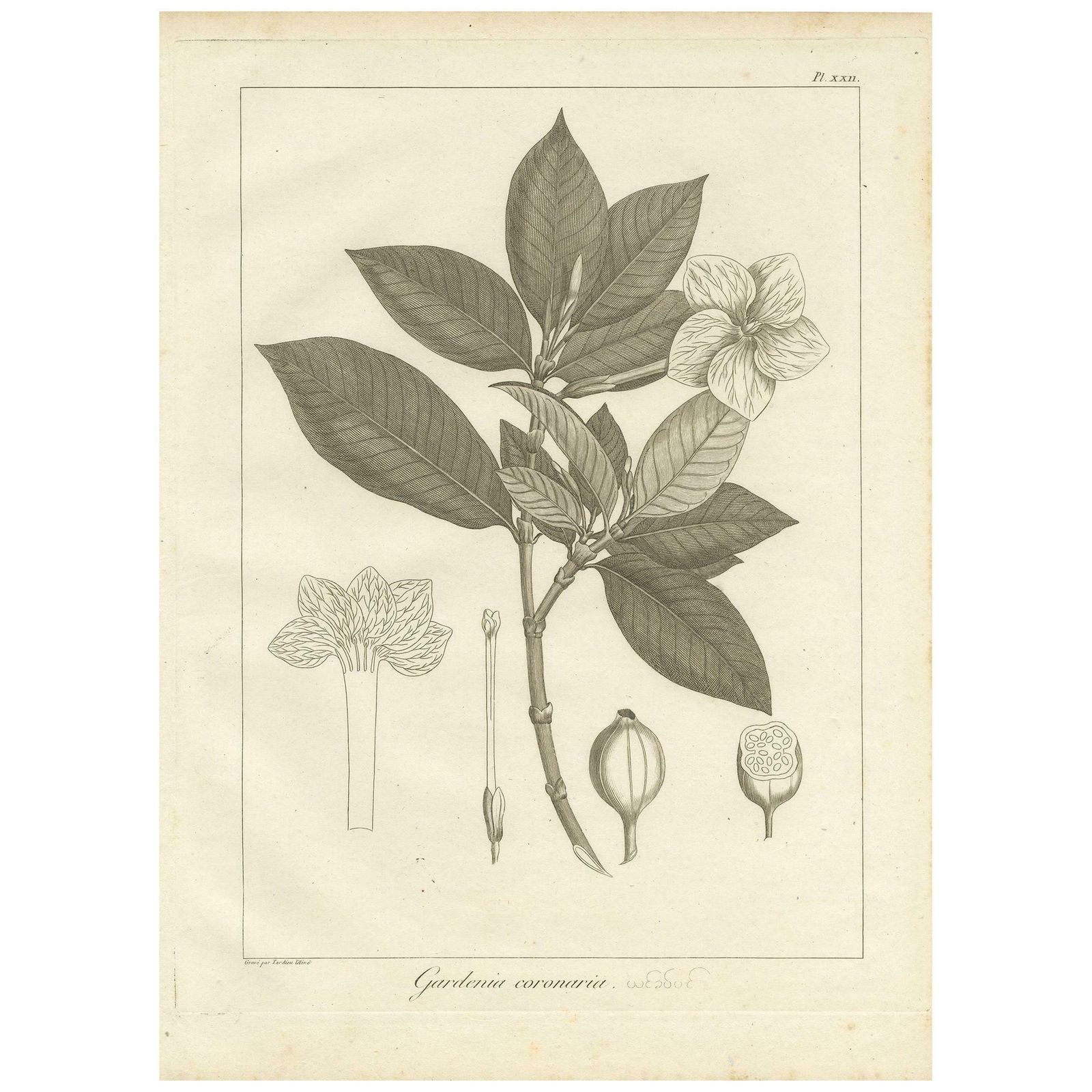 Antique Print Of The Crown Gardenia Plant By Symes, '1800'