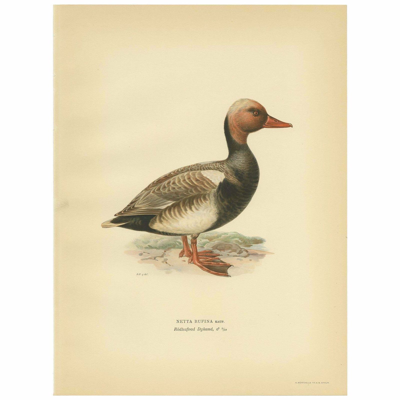 Antique Bird Print Of The Red Crested Pochard By Von Wright '1929'