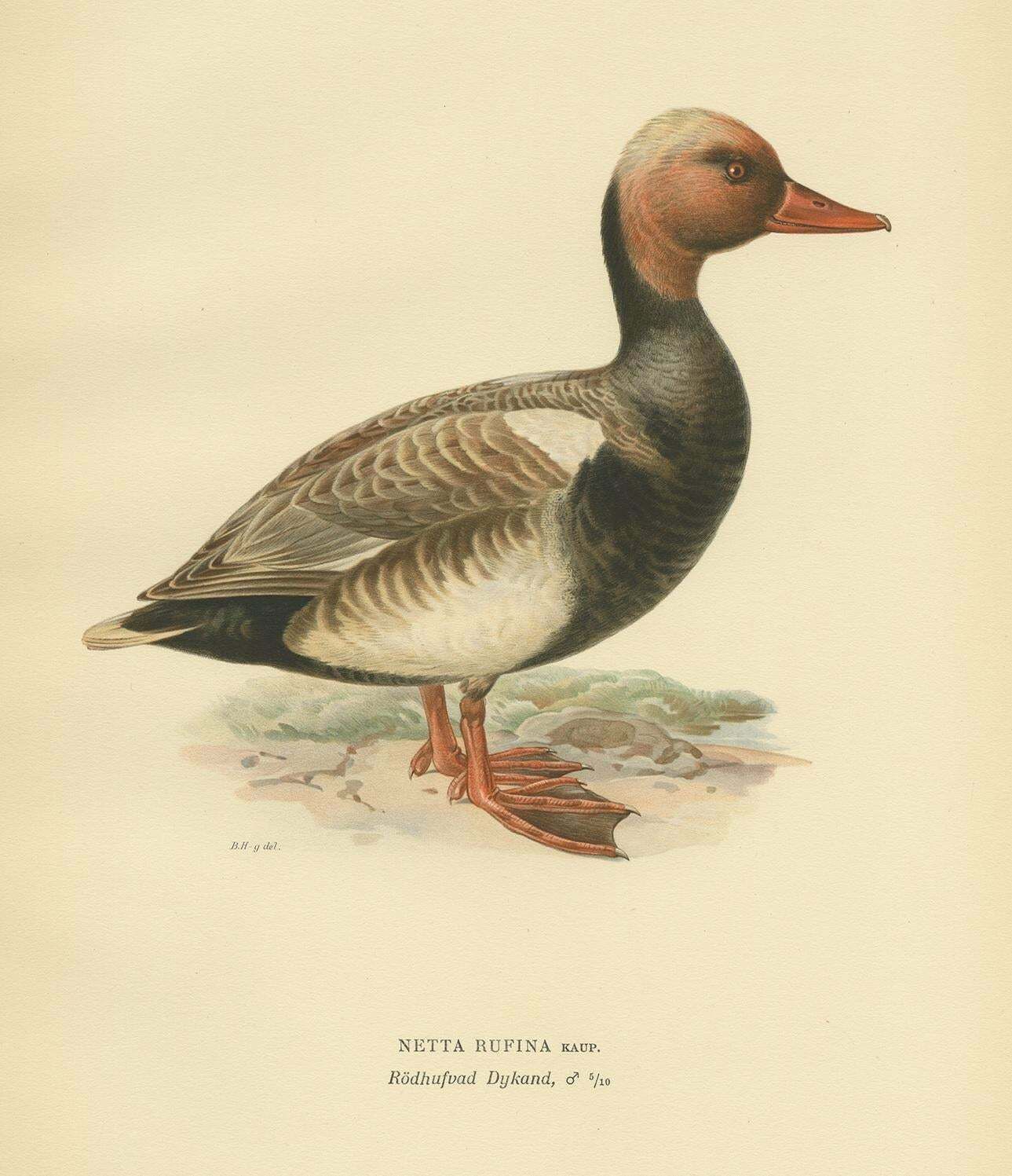 Antique Bird Print Of The Red Crested Pochard By Von Wright '1929' photo Art