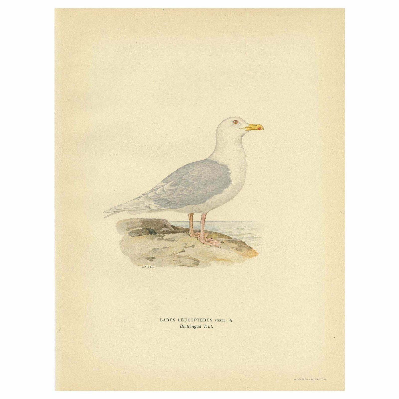 Antique Bird Print Of The White Winged Tern By Von Wright, 1929