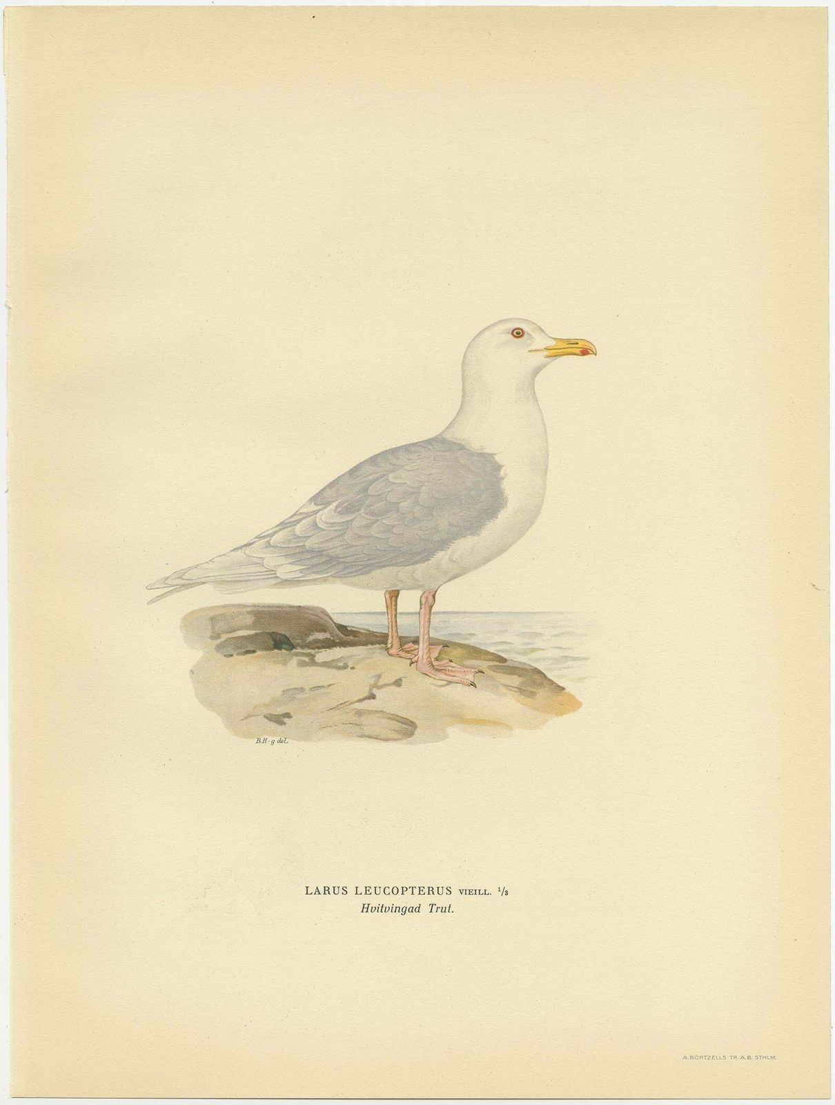Antique Bird Print Of The White Winged Tern By Von Wright, 1929 photo furniture