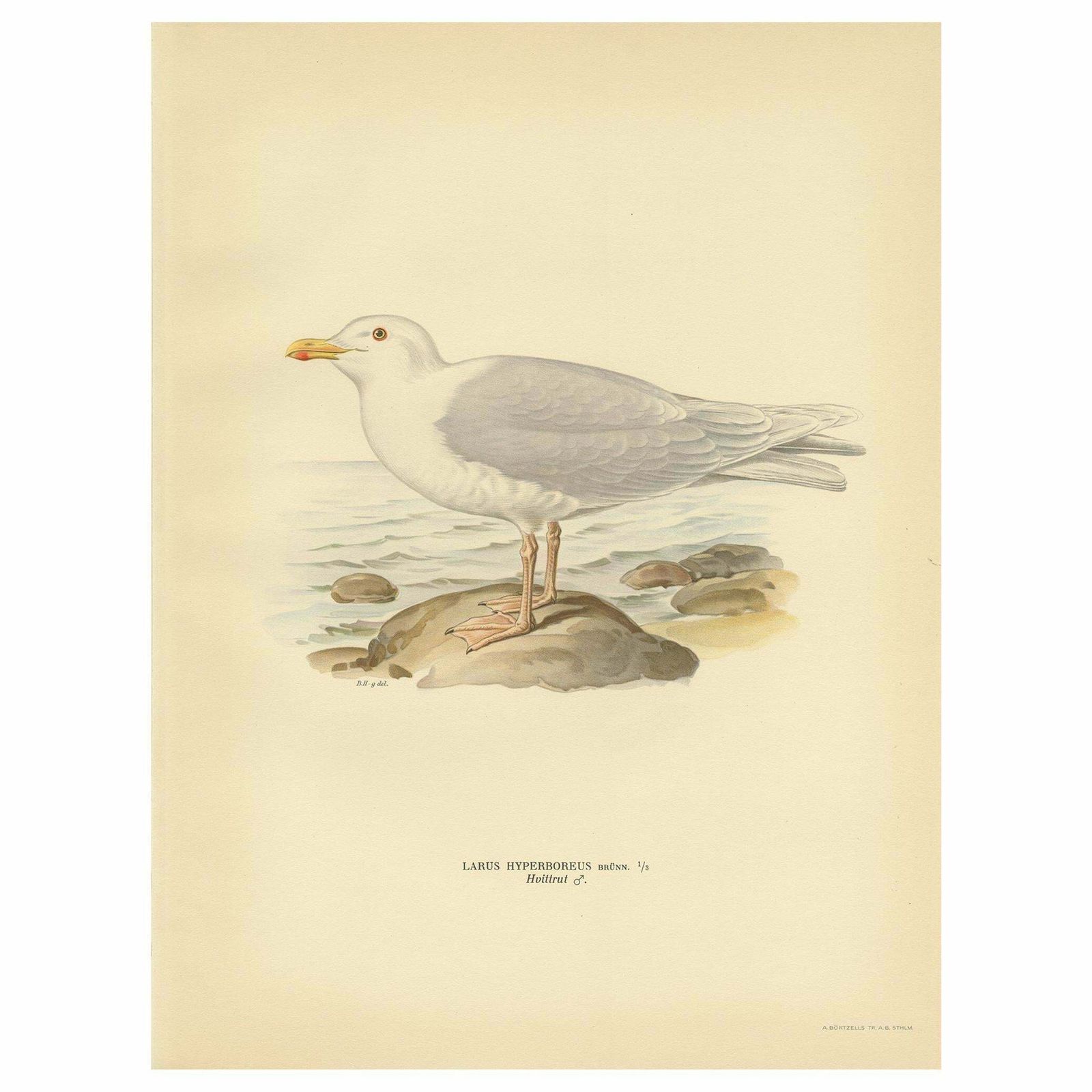 Antique Bird Print Of The Glaucous Gull 'Male' By Von Wright, 1929