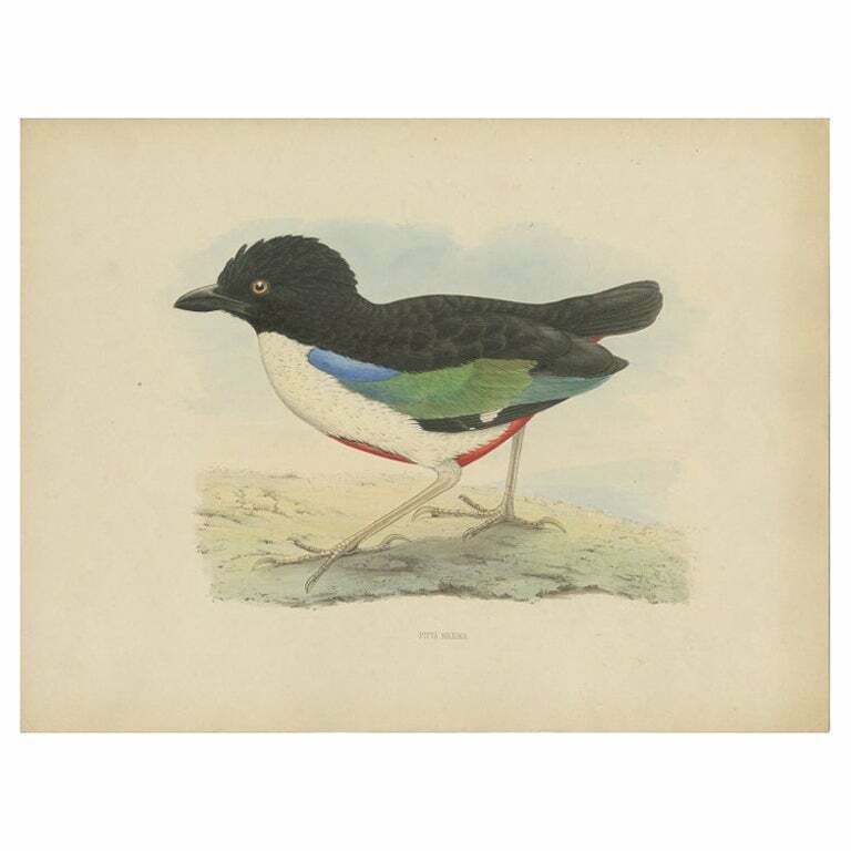 Antique Bird Print Of The Ivory Breasted Pitta By Westerman, 1854