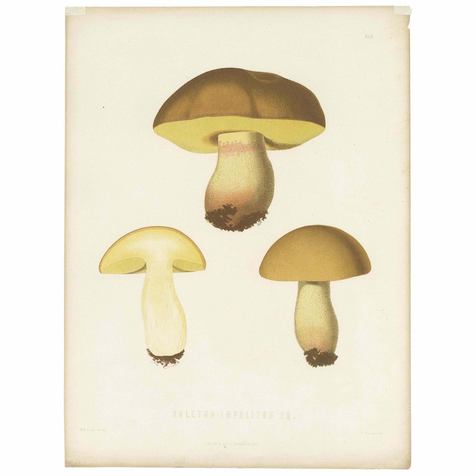 Antique Mycology Print Of Hemileccinum Impolitum By E.M. Fries, Circa 1860