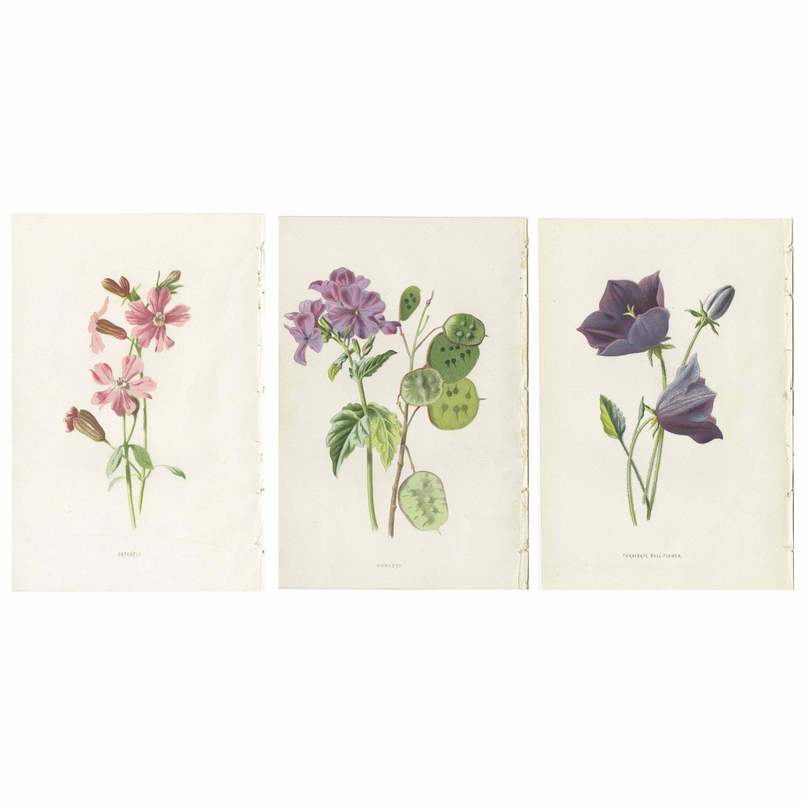 Set Of Three Botany Prints Catchfly, Lunaria Annua, Bellflower