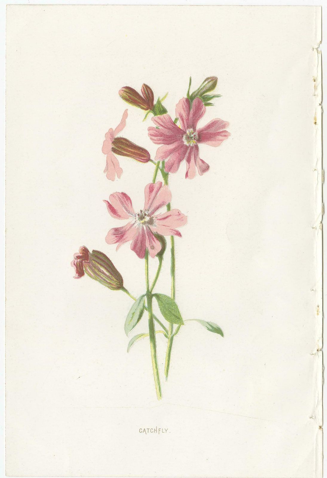 Set Of Three Botany Prints Catchfly, Lunaria Annua, Bellflower photo furniture