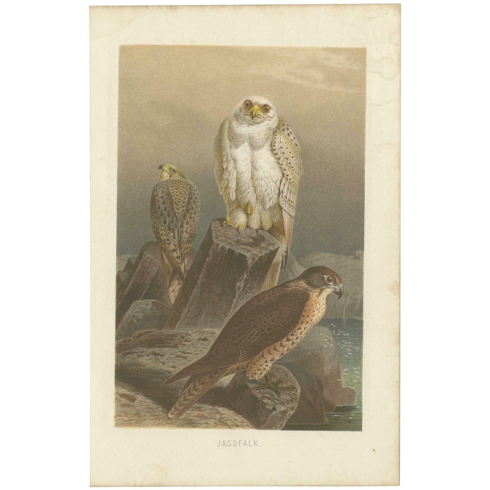 Antique Bird Print Of Falcons By Brehm '1892'