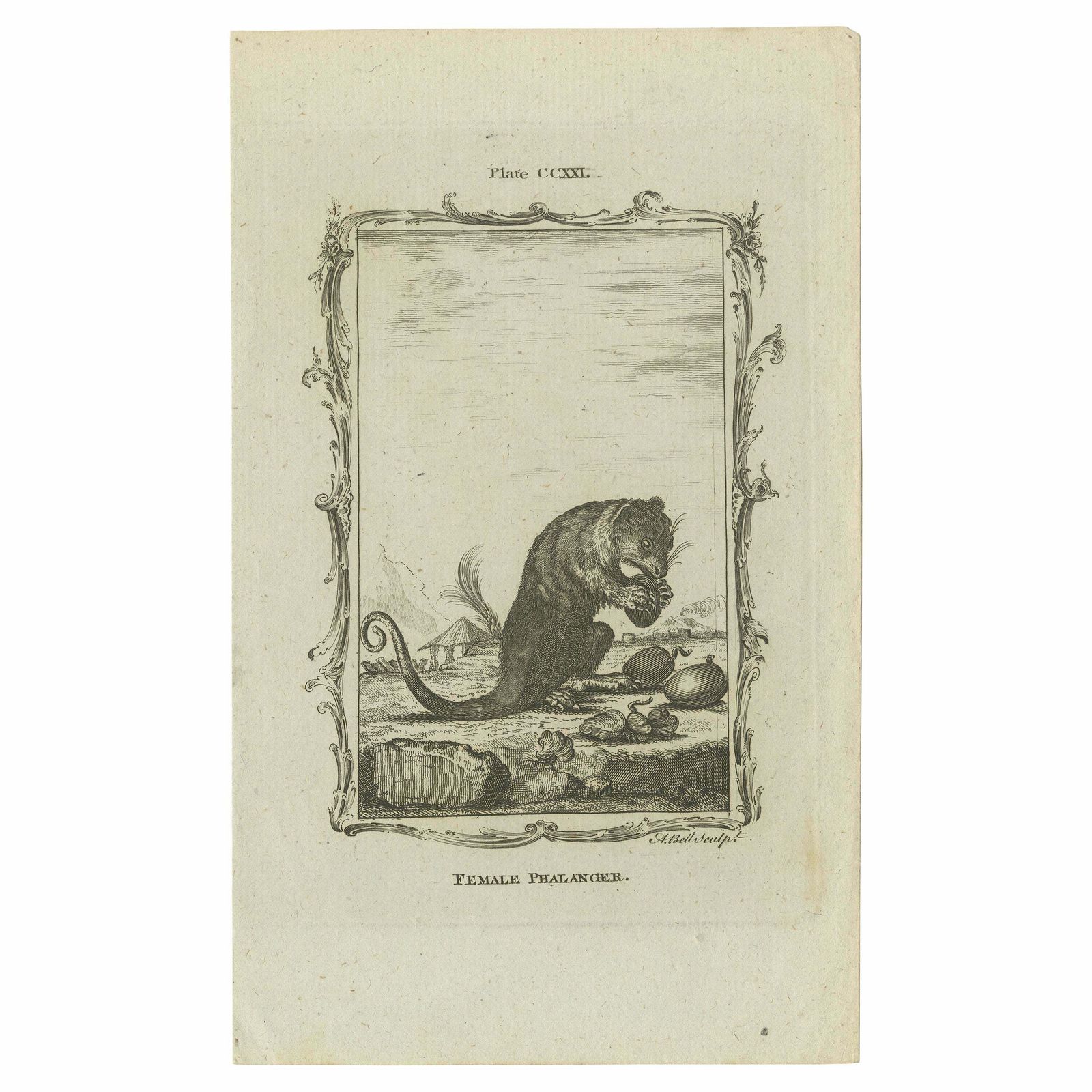 Antique Print Of A Female Phalanger By Bell 'C.1800'