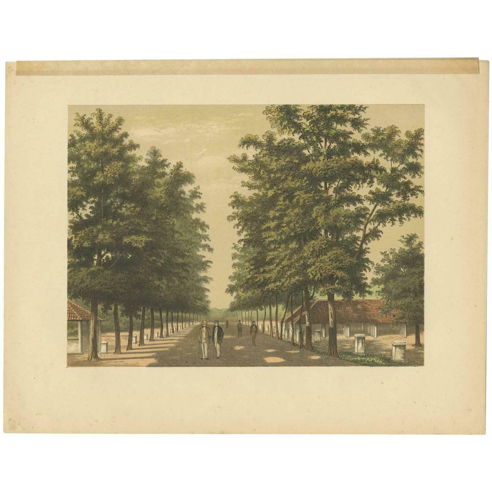Antique Print Of Avenue Paja Koembah 'Sumatra' By M.T.H. Perelaer, 1888