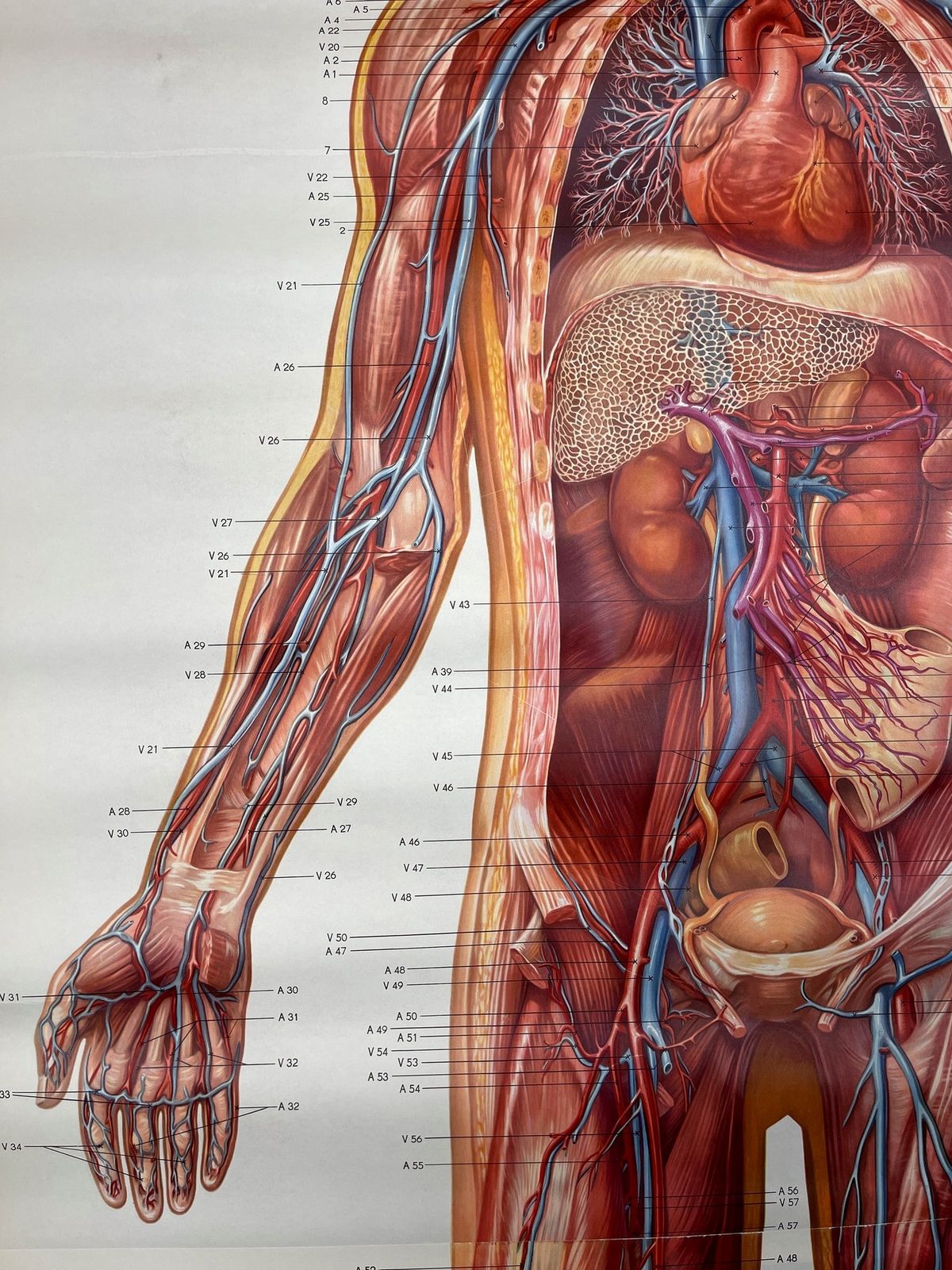 Vintage Anatomic School Poster The Blood System By Deutsches Hygiene Museum Dresden Gdr (East Germany), 1976 photo vintage