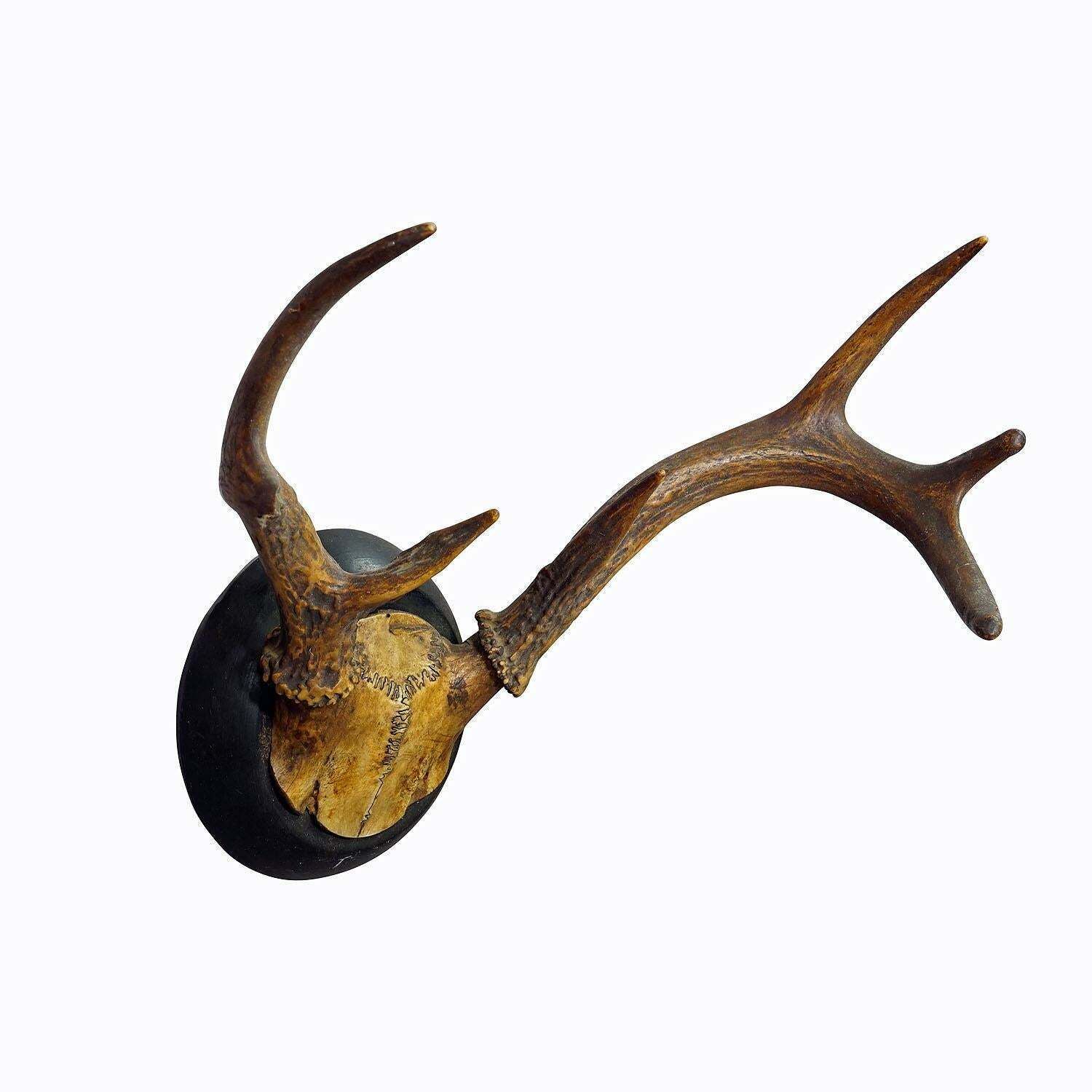 Abnorm White Tailed Deer Trophy Mount On Wooden Plaque Ca. 1900s photo furniture