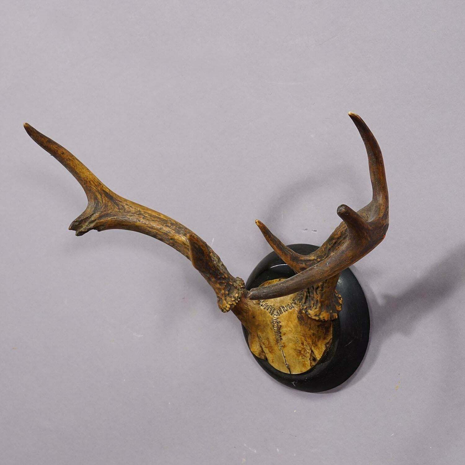 Abnorm White Tailed Deer Trophy Mount On Wooden Plaque Ca. 1900s photo for sale