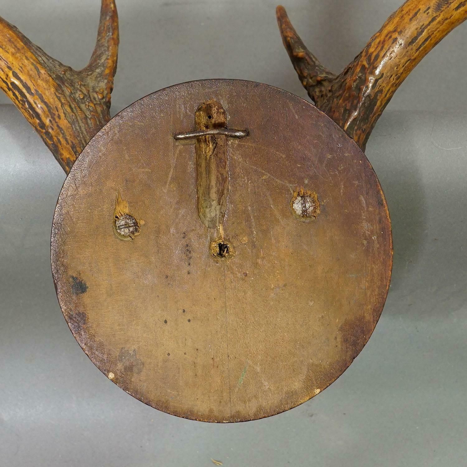Abnorm White Tailed Deer Trophy Mount On Wooden Plaque Ca. 1900s photo 336.0