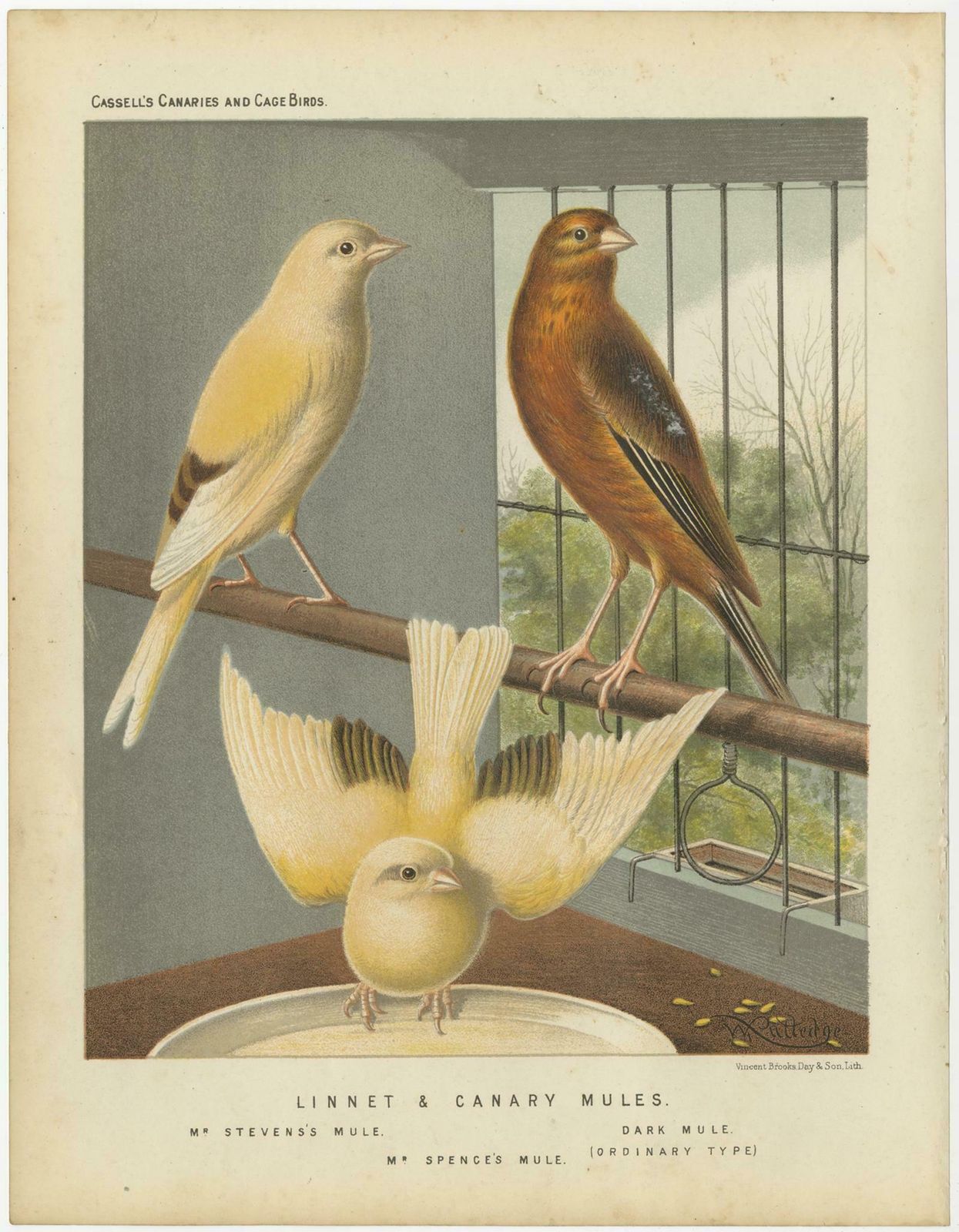 Antique Bird Print Of The Linnet & Canary Mules 'Circa 1880' photo for sale