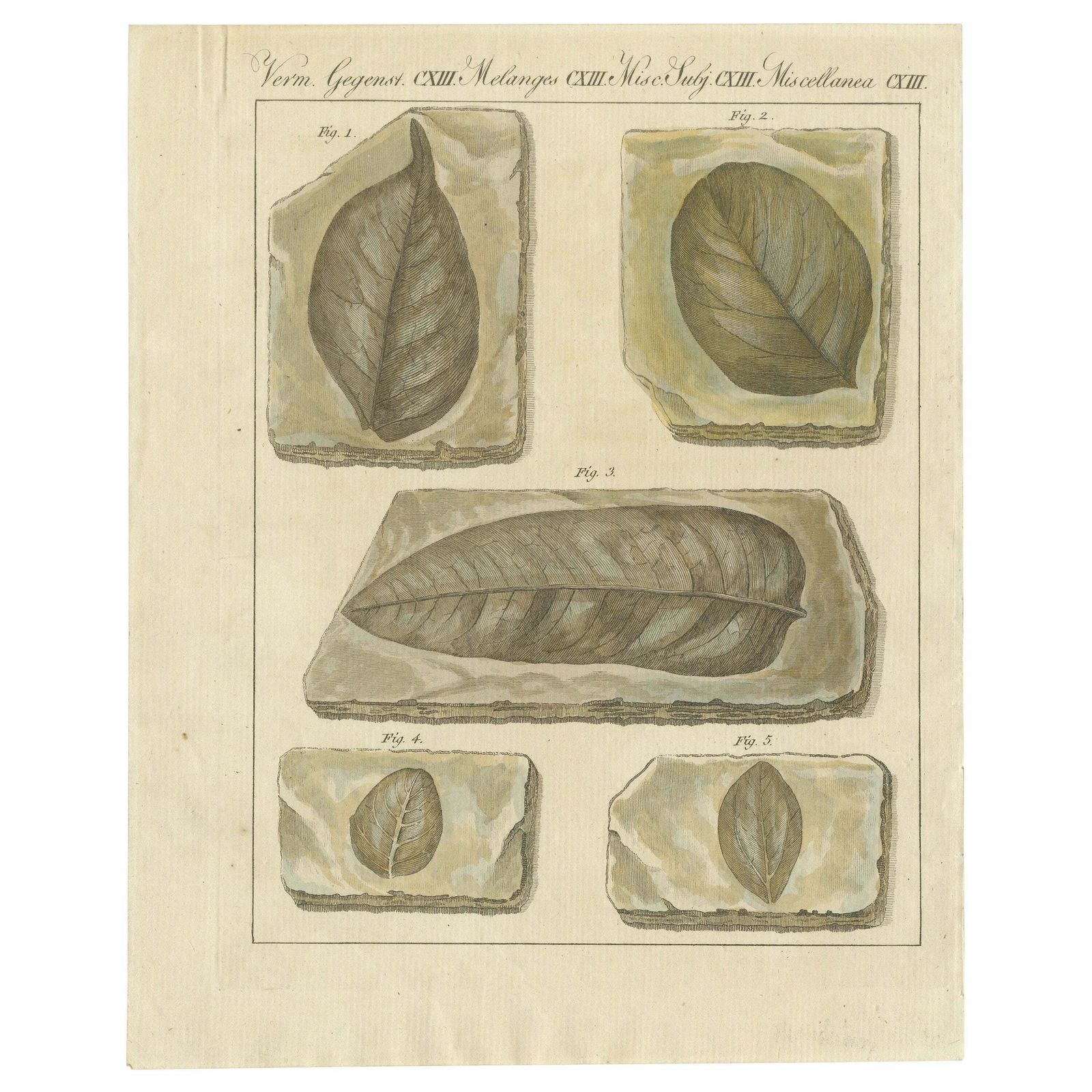 Antique Print Of Fossil Leaves From The Prehistoric Period