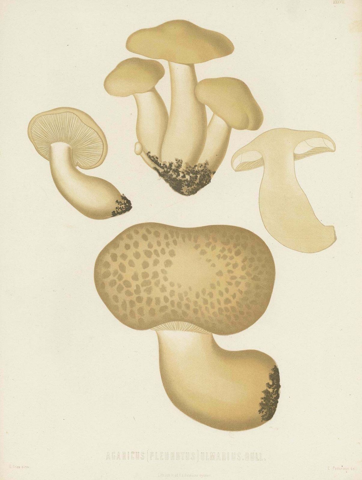Antique Mycology Print Of Oyster Mushrooms By E.M. Fries, Circa 1860 photo furniture