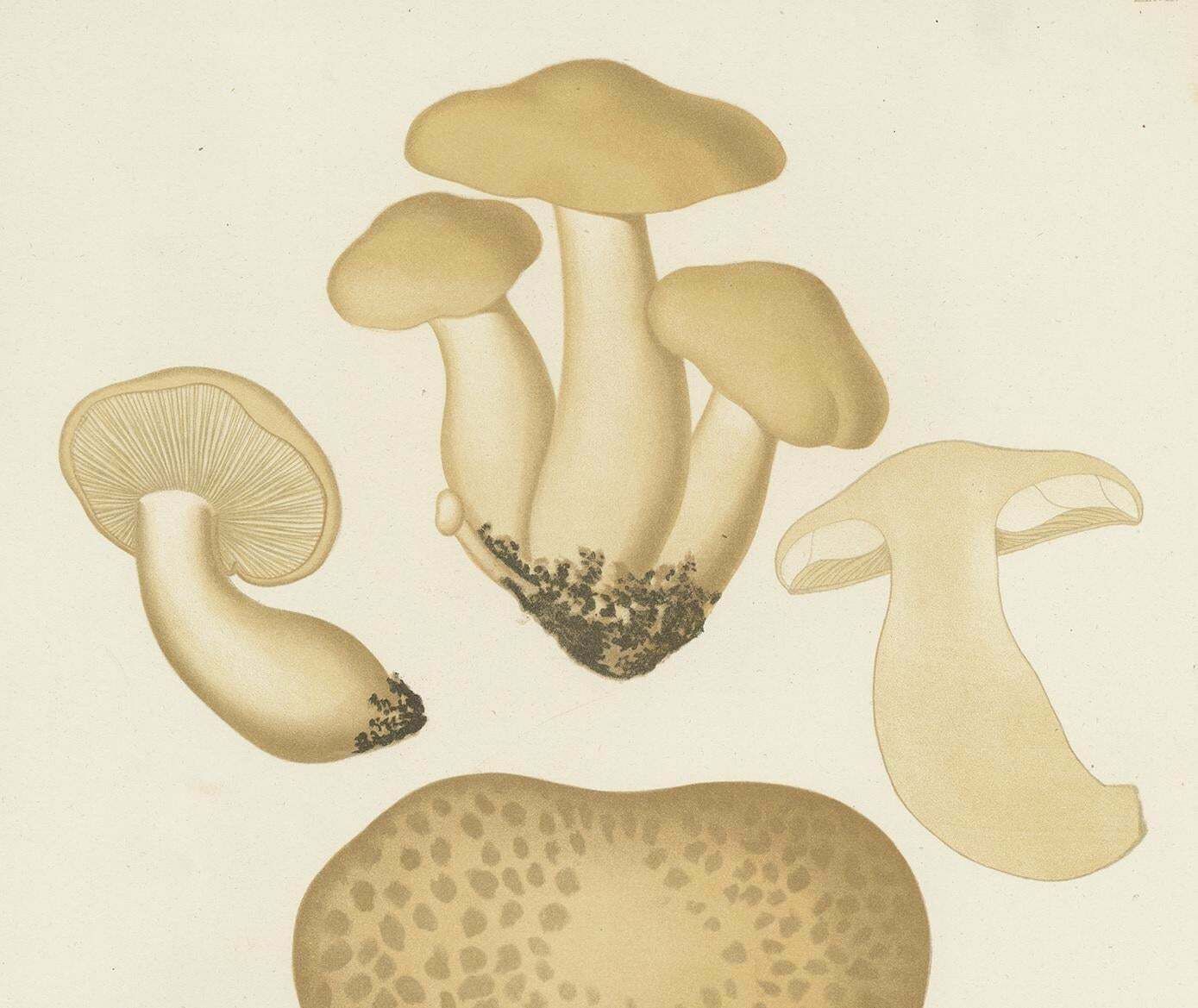 Antique Mycology Print Of Oyster Mushrooms By E.M. Fries, Circa 1860 photo for sale