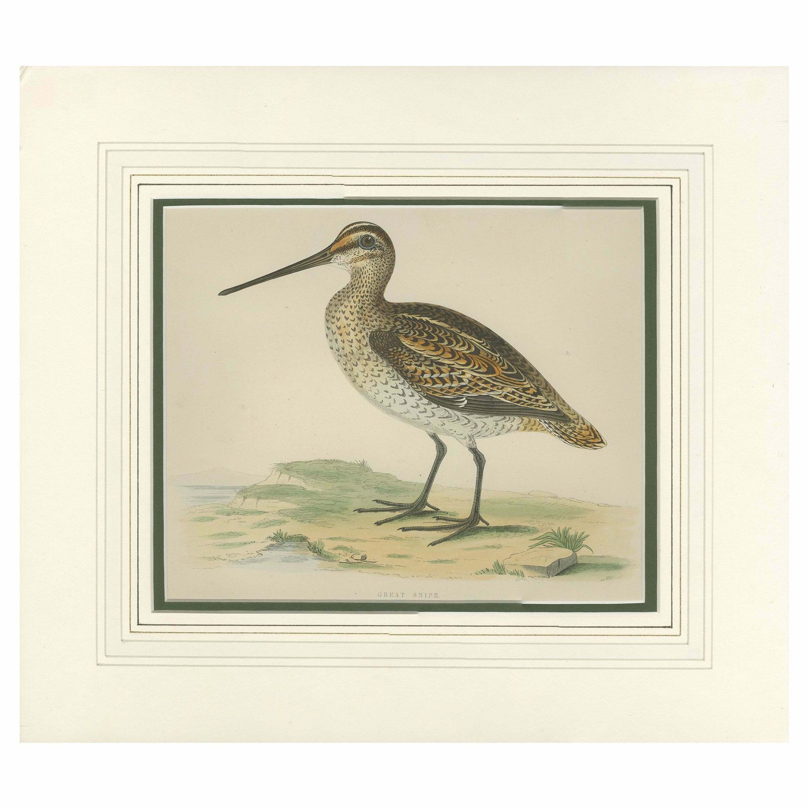 Antique Bird Print Of The Great Snipe By Morris '1855'