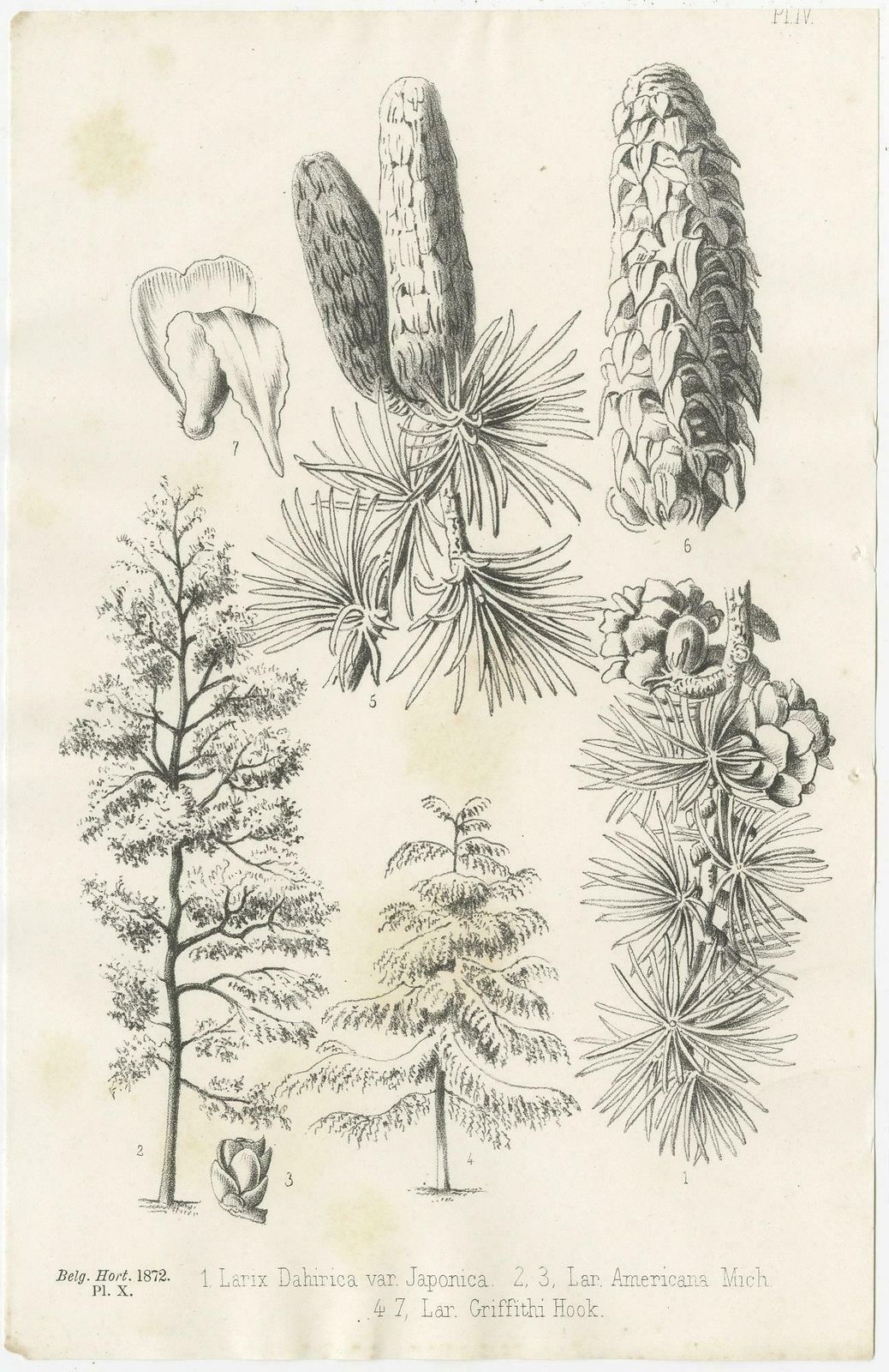 Set Of 2 Antique Botany Prints, Larix Decidua 'C.1880' photo furniture