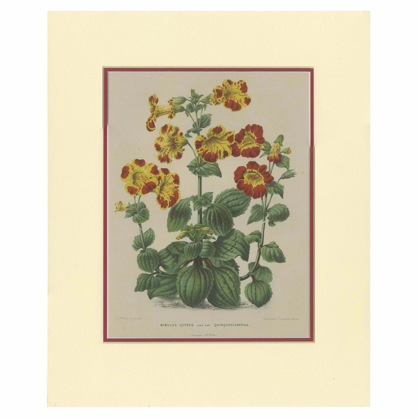Antique Botany Print Of The Mimulus Luteus By Severeyns 'C.1875'