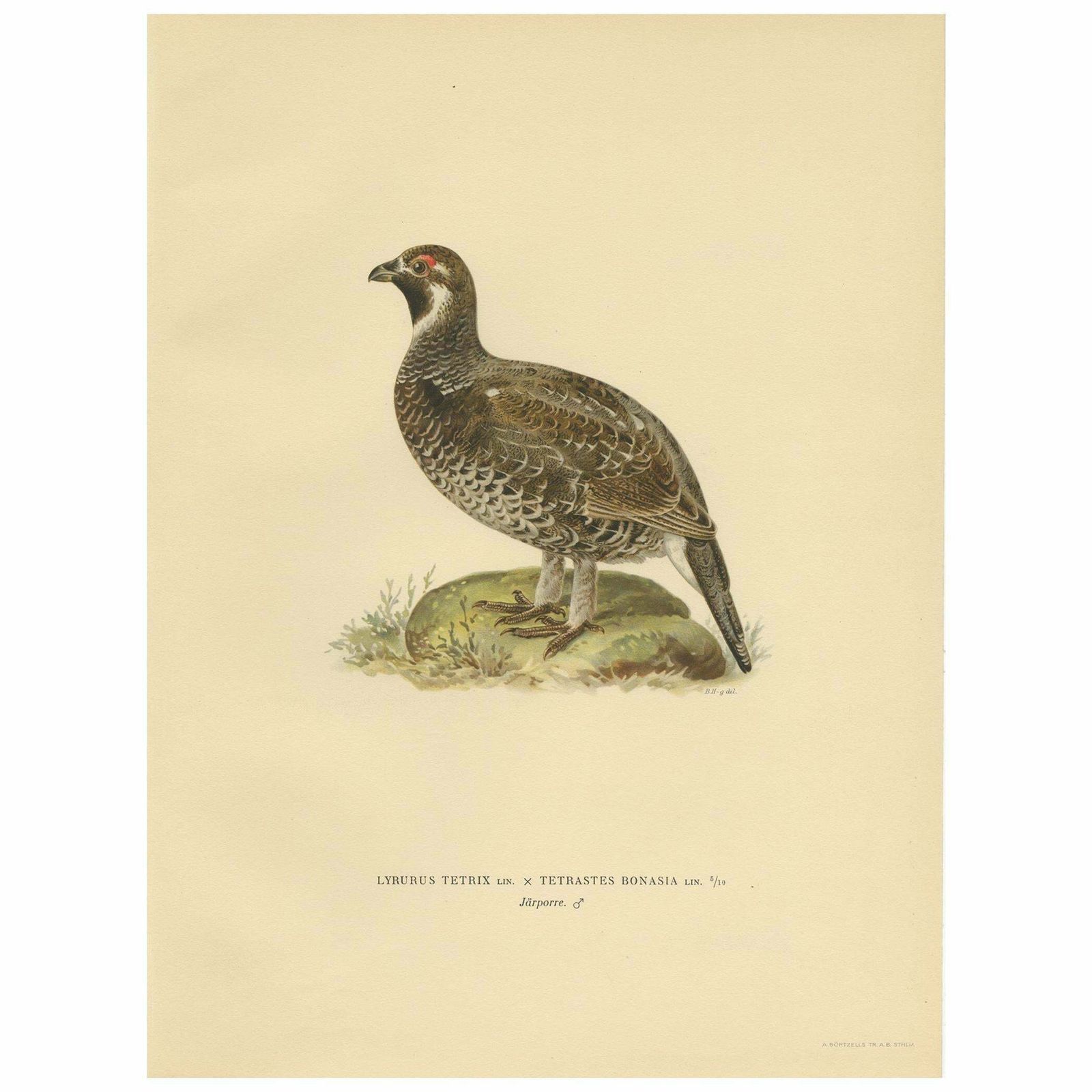 Antique Bird Print Of The Black Grouse, 1929