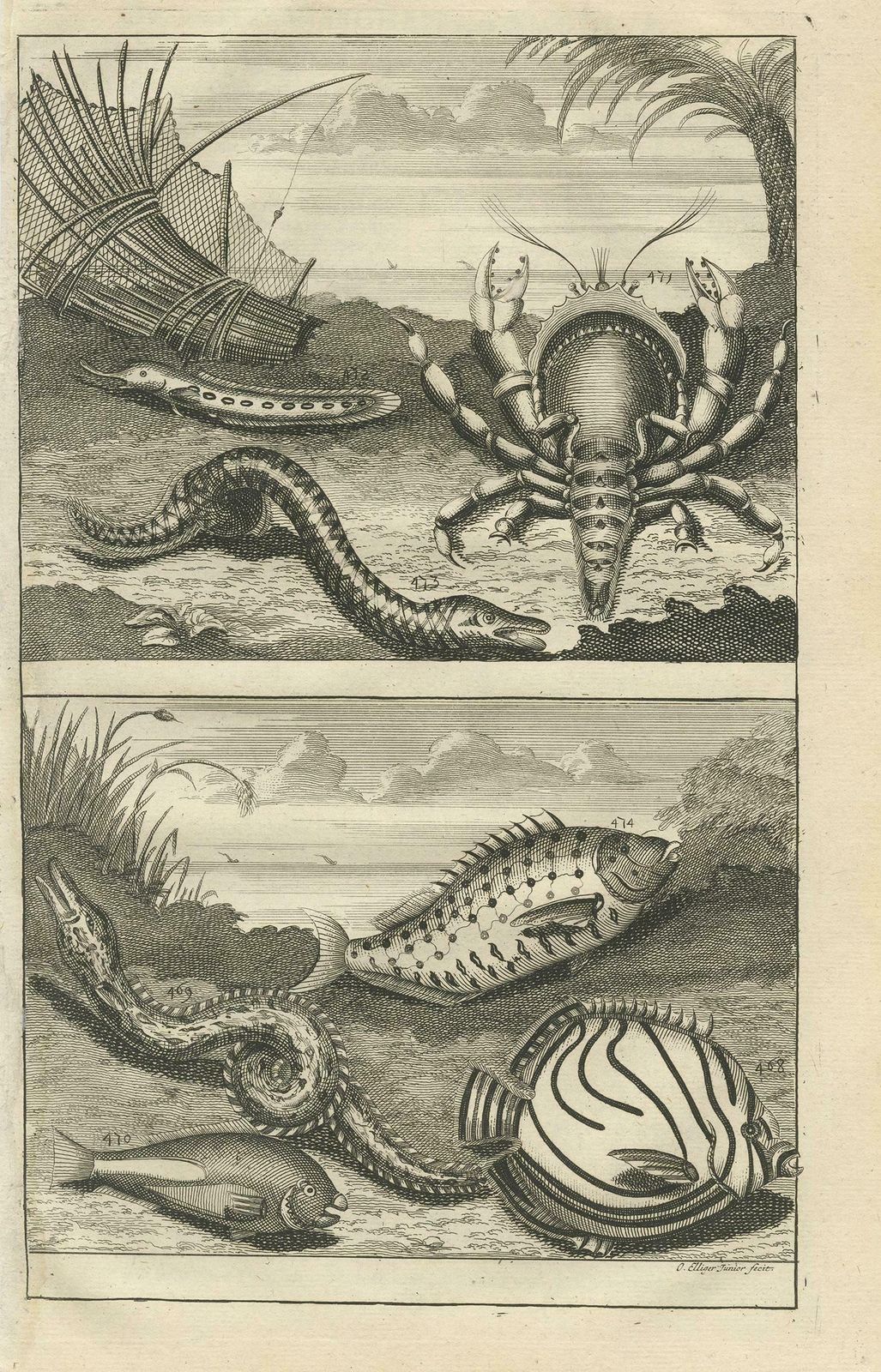 Antique Print Of Fish Species 'No. 468' By Valentijn, 1726 photo furniture