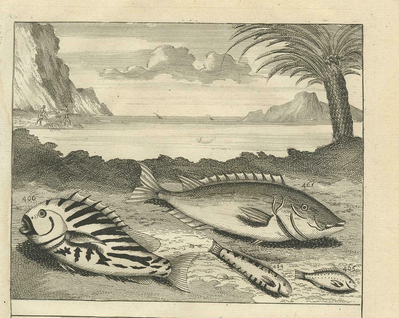 Antique Print Of Fish Species 'No. 461' By Valentijn '1726' photo for sale