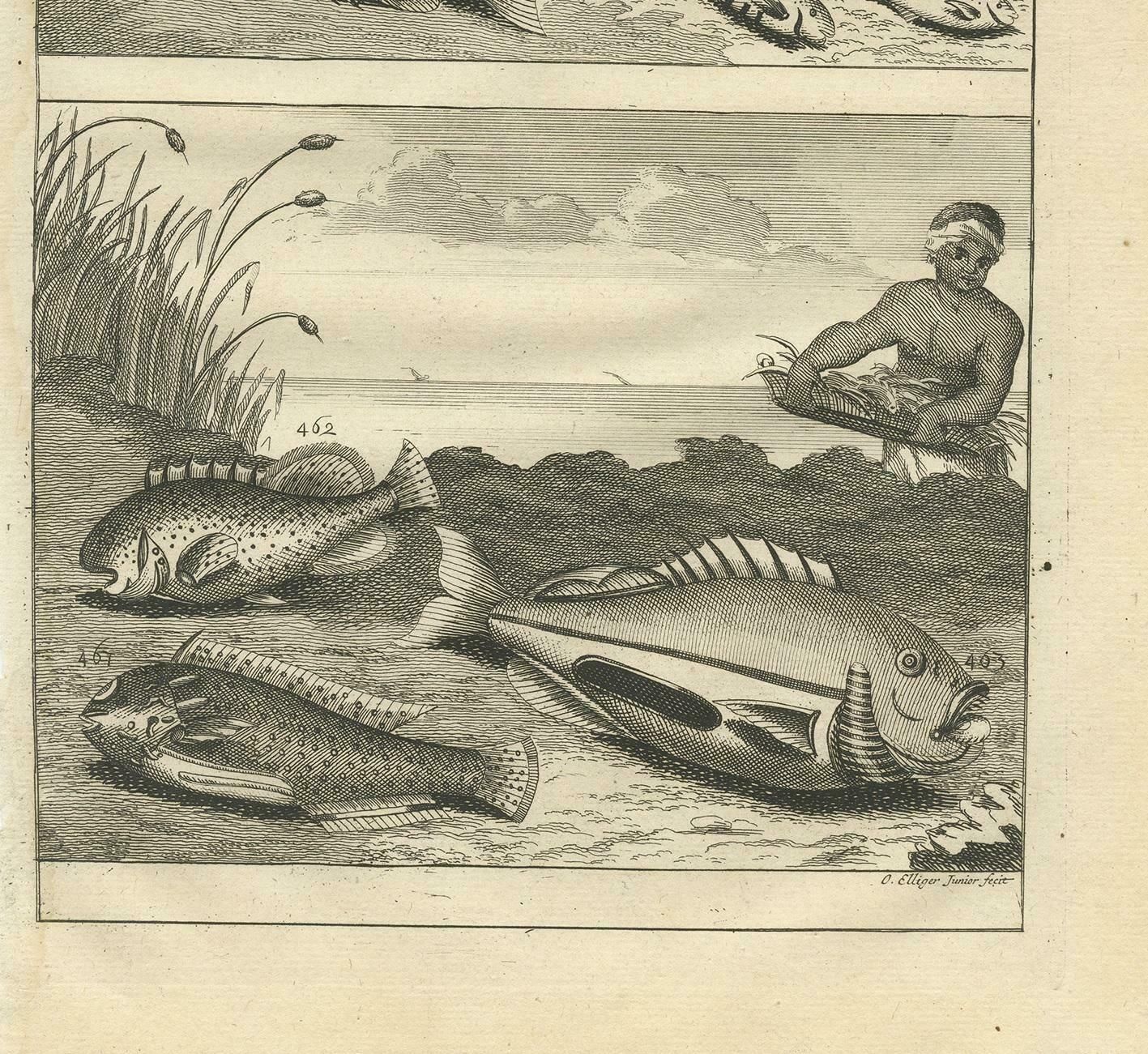 Antique Print Of Fish Species 'No. 461' By Valentijn '1726' photo Art