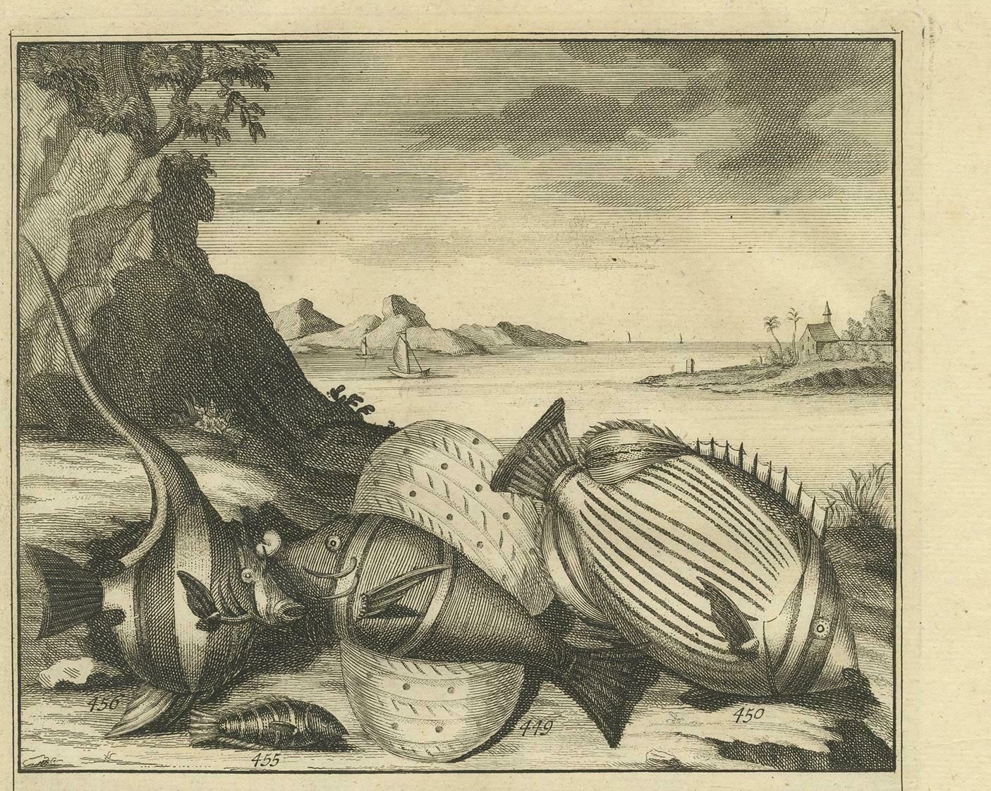Antique Print Of Fish Species 'No. 449' By Valentijn '1726' photo for sale