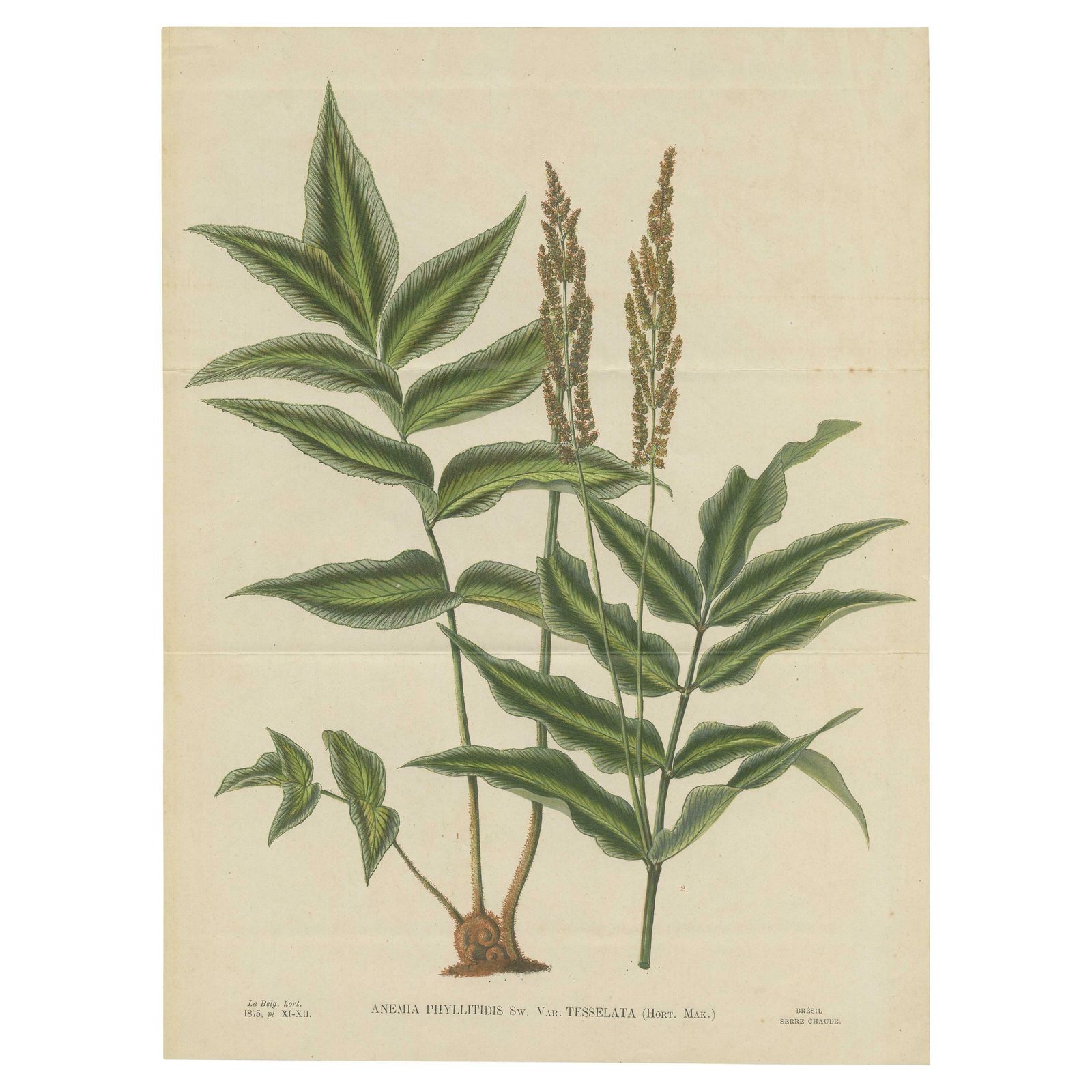 Antique Botany Print Of Anemia Phyllitidis '1875'