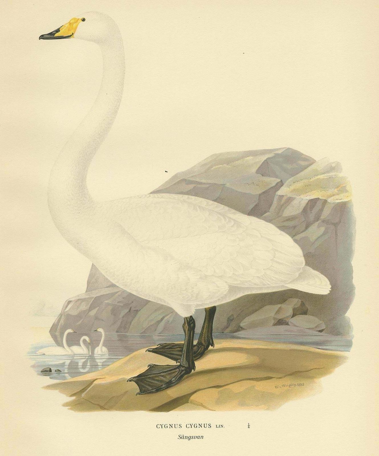Antique Bird Print Of The Whooper Swan 1929 photo for sale
