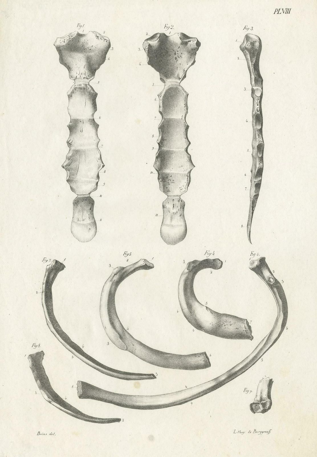 Antique Anatomy / Medical Print Of Various Bones By Cloquet, 1821 photo furniture