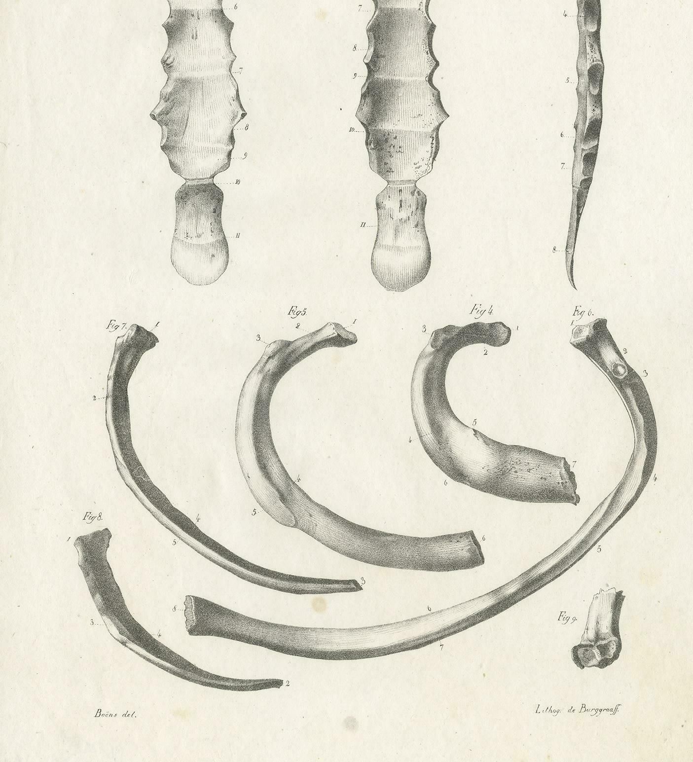 Antique Anatomy / Medical Print Of Various Bones By Cloquet, 1821 photo Art