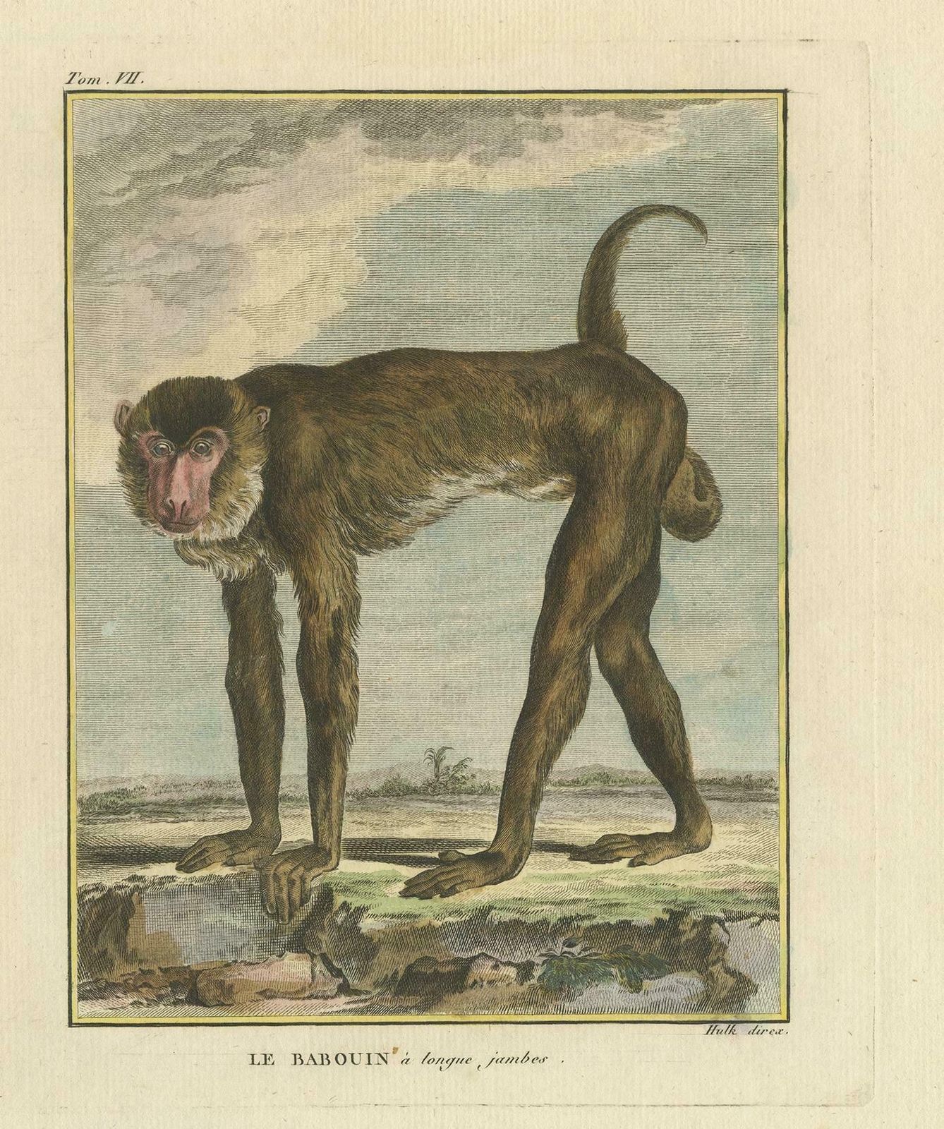 Antique Animal Print Of A Baboon 'Circa 1800' photo furniture