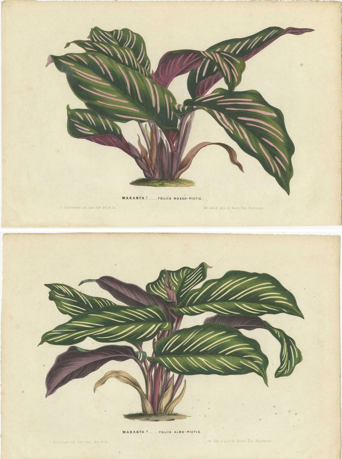 Set Of 2 Antique Botany Prints Of Maranta Plant Species By Van Houtte, '1848 photo Art