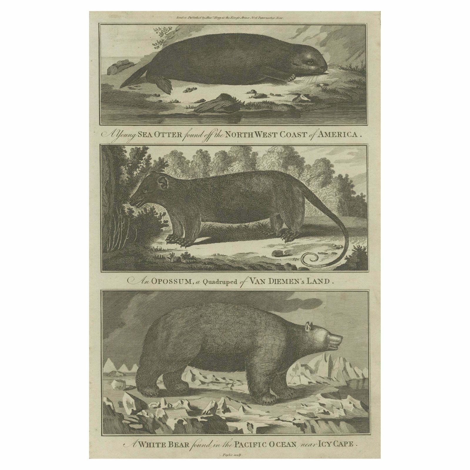 Antique Print Of A Sea Otter, An Opossum, And A White Bear, C.1784