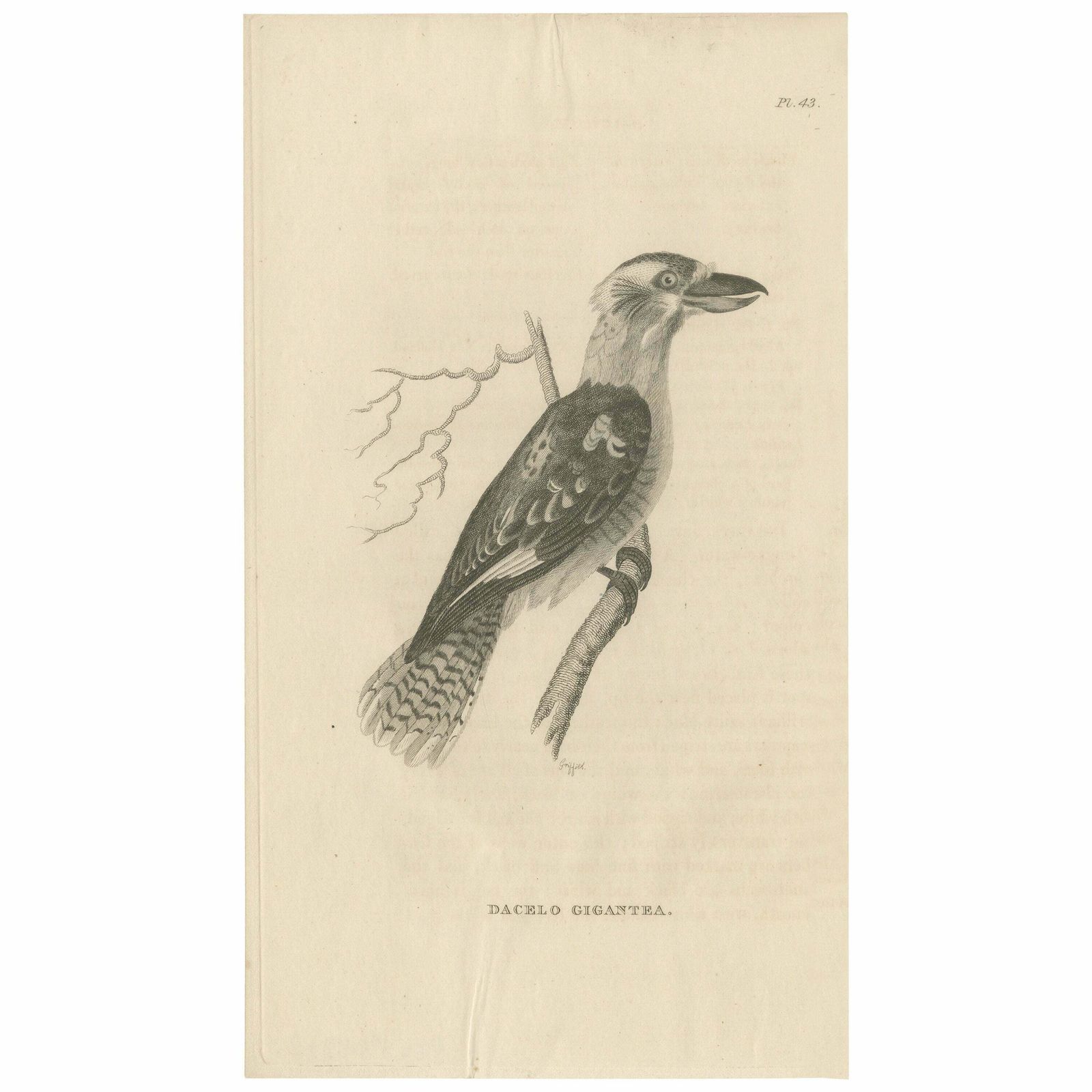 Antique Print Of The Laughing Kookaburra Of Australia, 1825