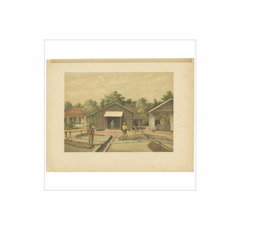 Antique Print Of The Coffee Beans Production On Sumatra By M.T.H. Perelaer, 1888 photo furniture