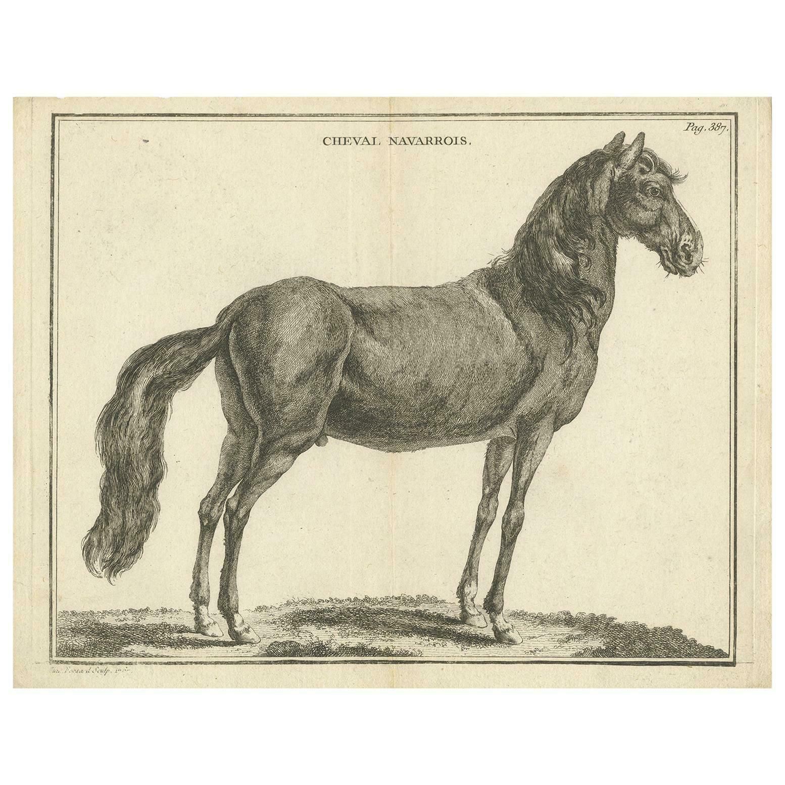 Antique Print Of A Navarrin Horse By Fessard, 1819