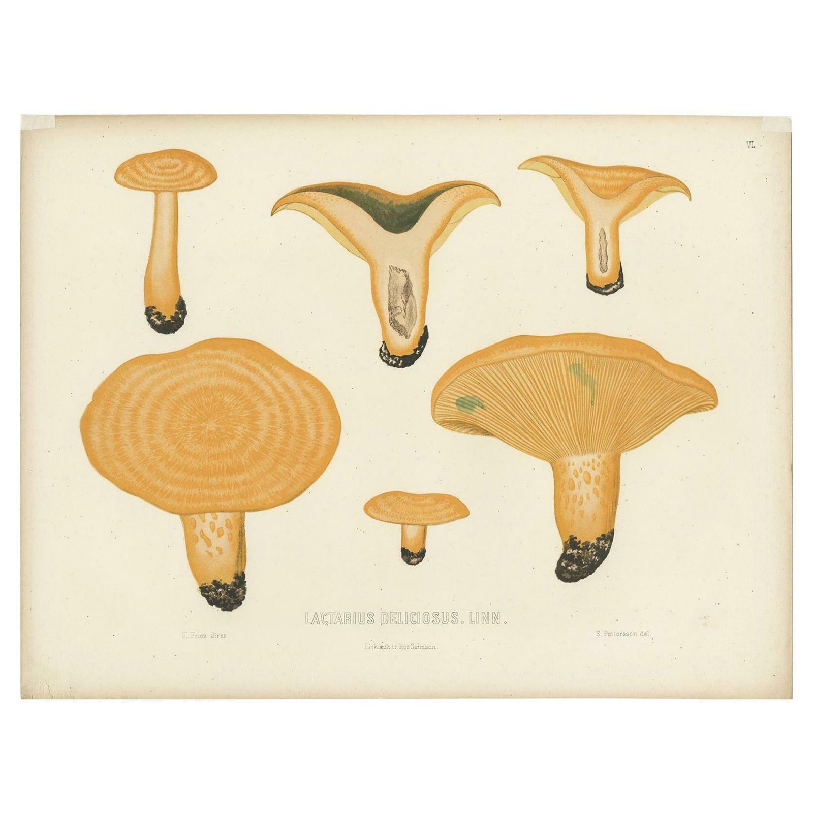 Antique Mycology Print Of Lactarius Deliciosus By E.M. Fries, Circa 1860