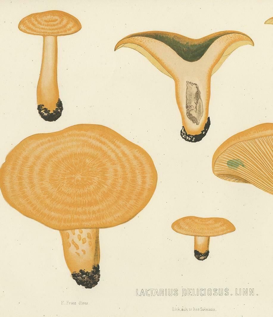 Antique Mycology Print Of Lactarius Deliciosus By E.M. Fries, Circa 1860 photo for sale