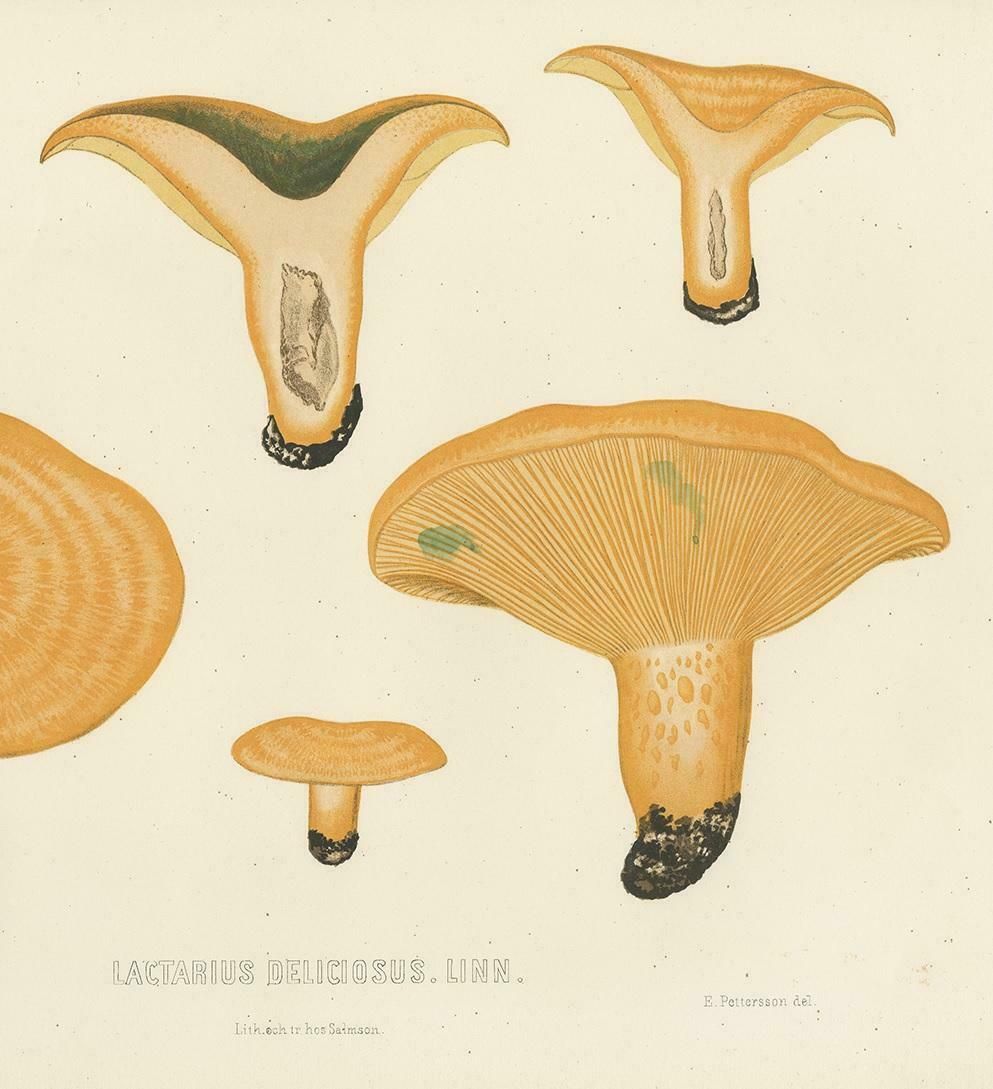 Antique Mycology Print Of Lactarius Deliciosus By E.M. Fries, Circa 1860 photo Art