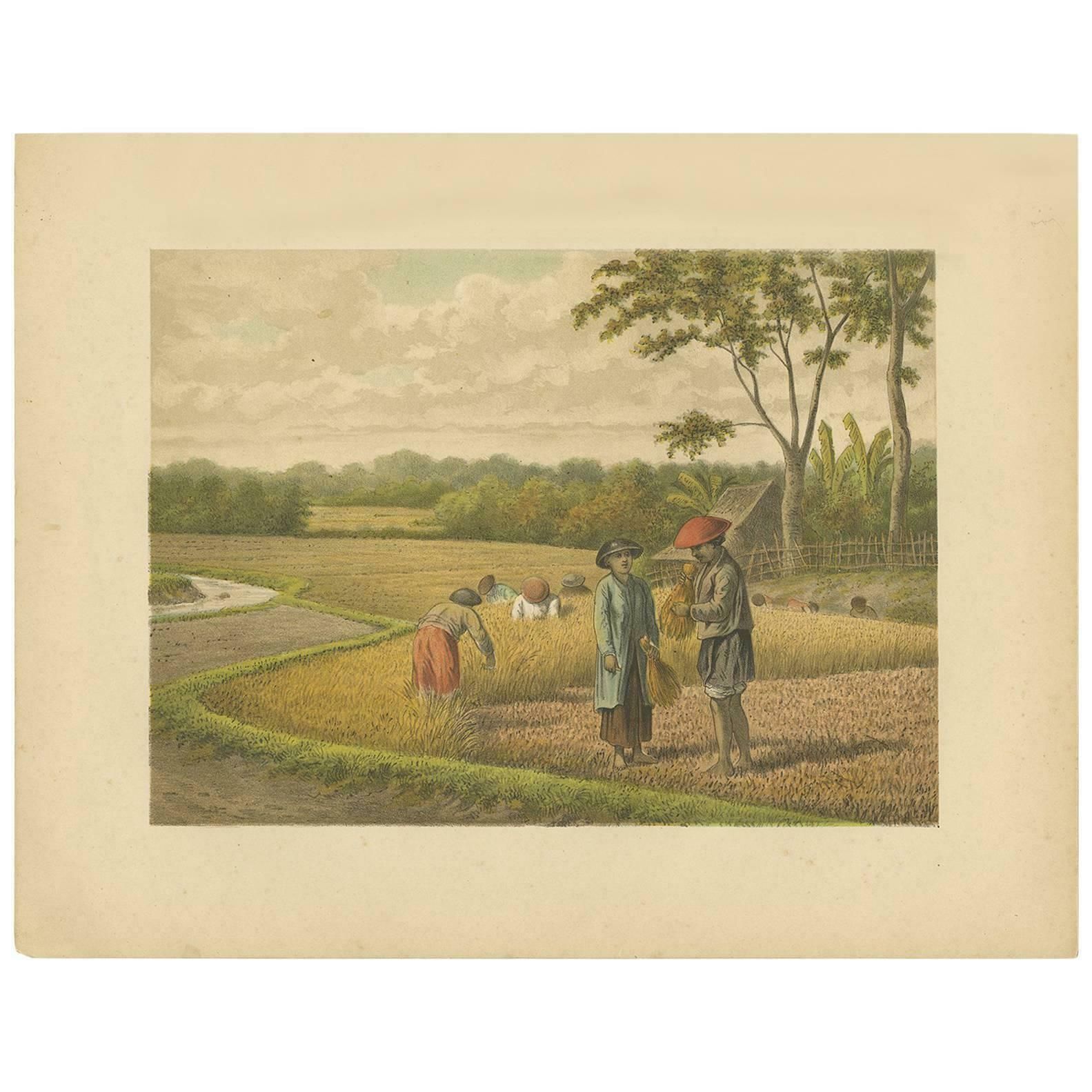 Antique Print Of A Rice Field On Java By M.T.H. Perelaer, 1888