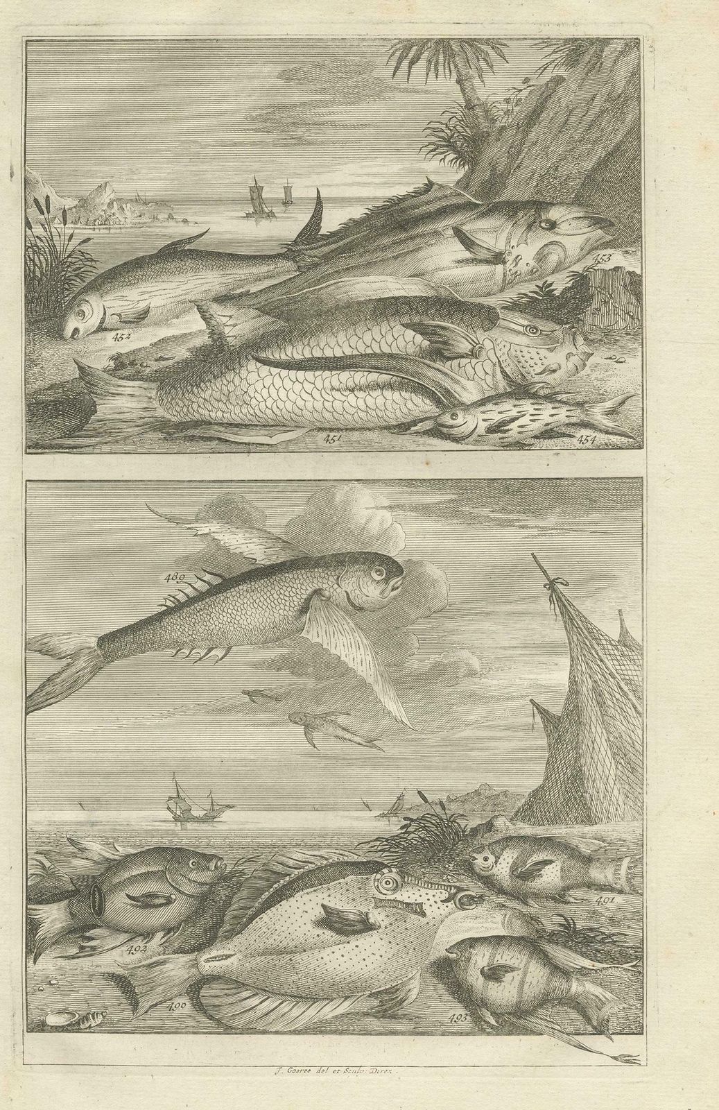 Antique Print Of Fish Species 'No. 451' By Valentijn, 1726 photo furniture