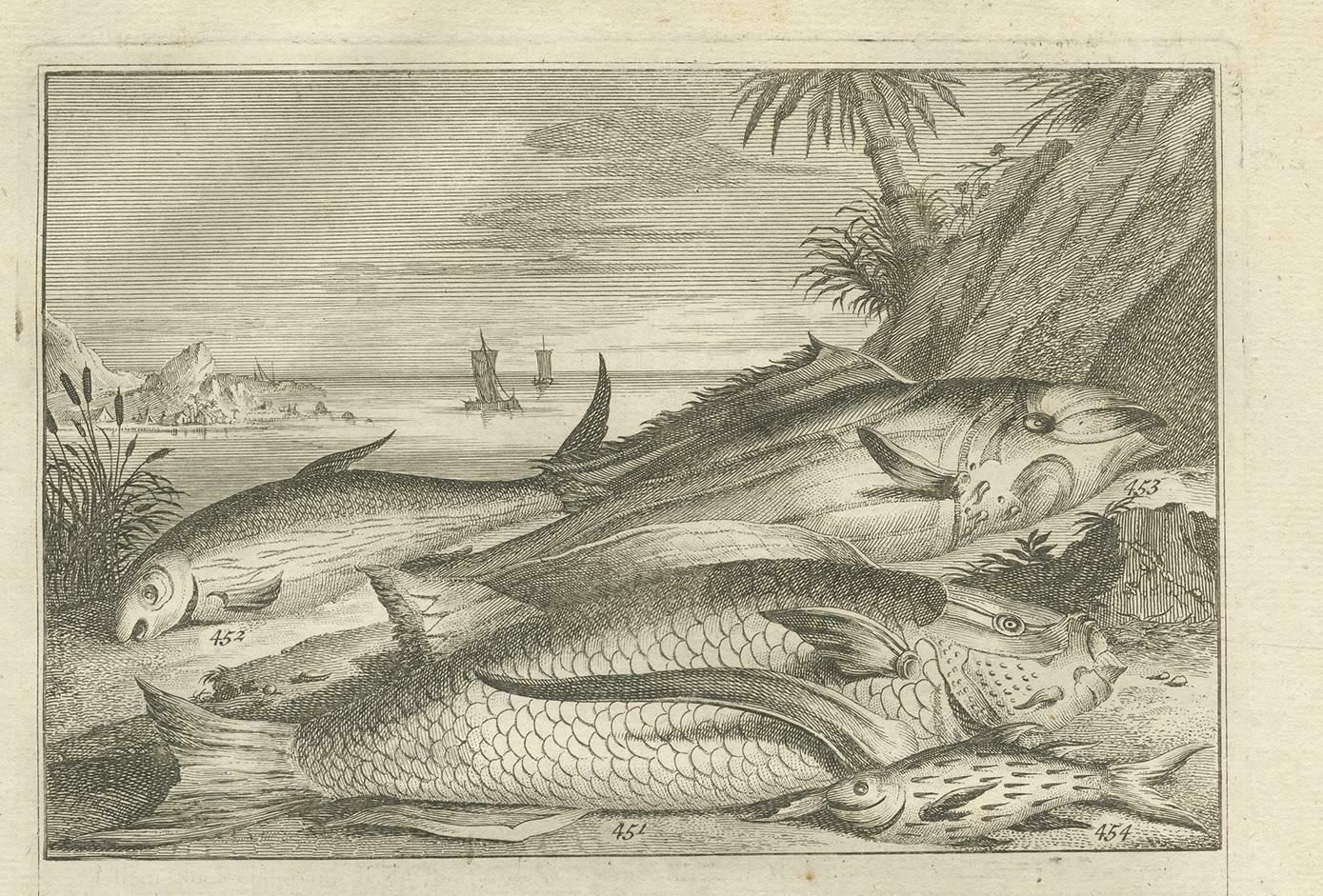 Antique Print Of Fish Species 'No. 451' By Valentijn, 1726 photo for sale