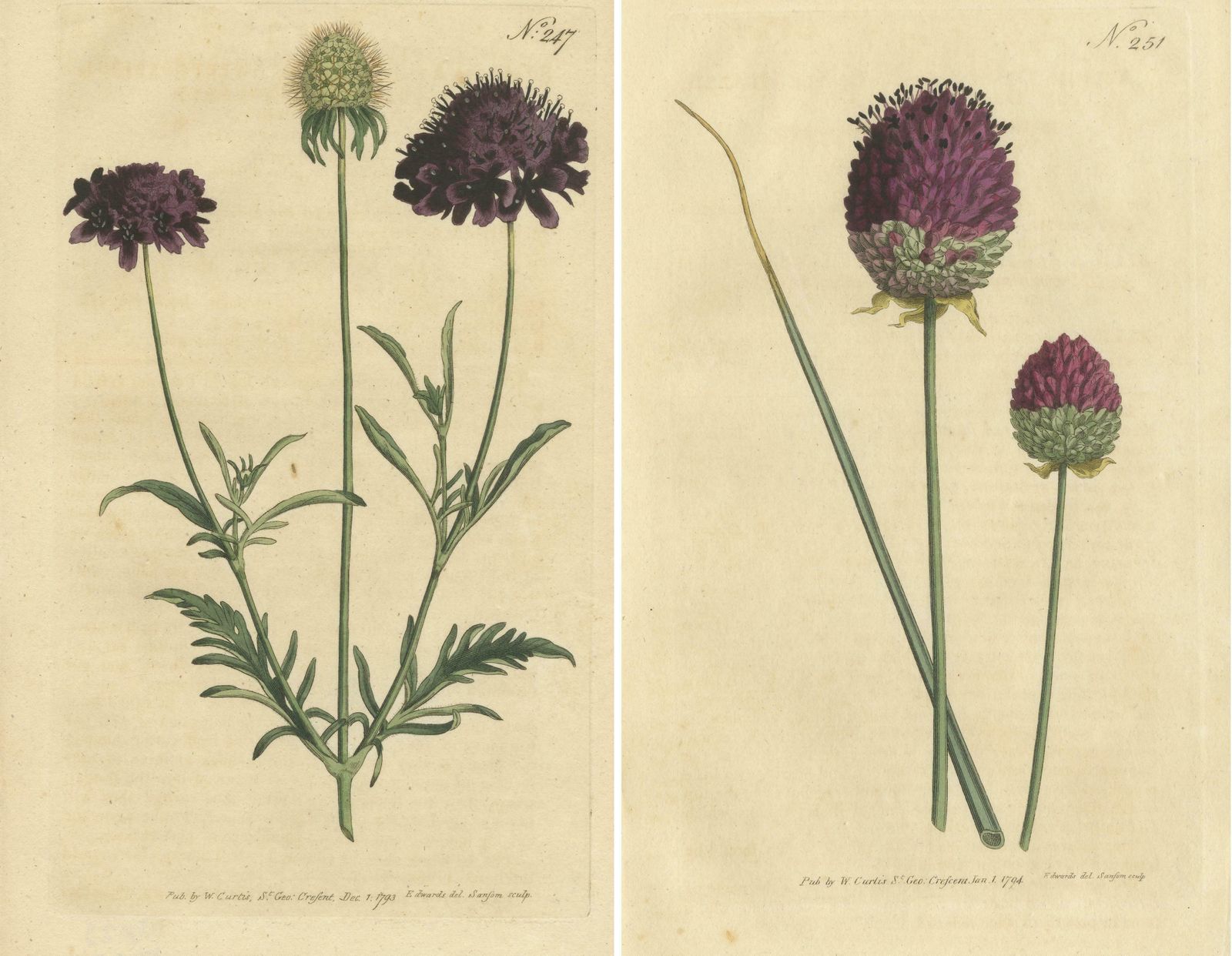 Set Of 2 Antique Botany Prints   Sweet Scabious   Purple Headed Garlic photo furniture