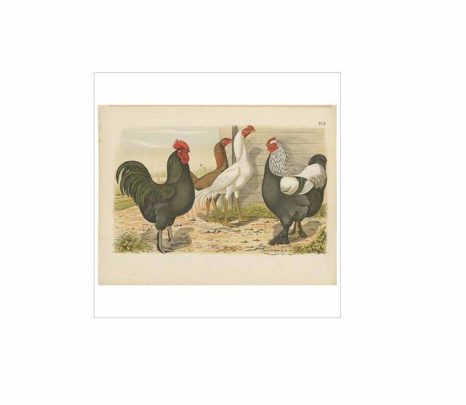 Antique Bird Print Of Various Roosters And Chickens (1886) photo Art