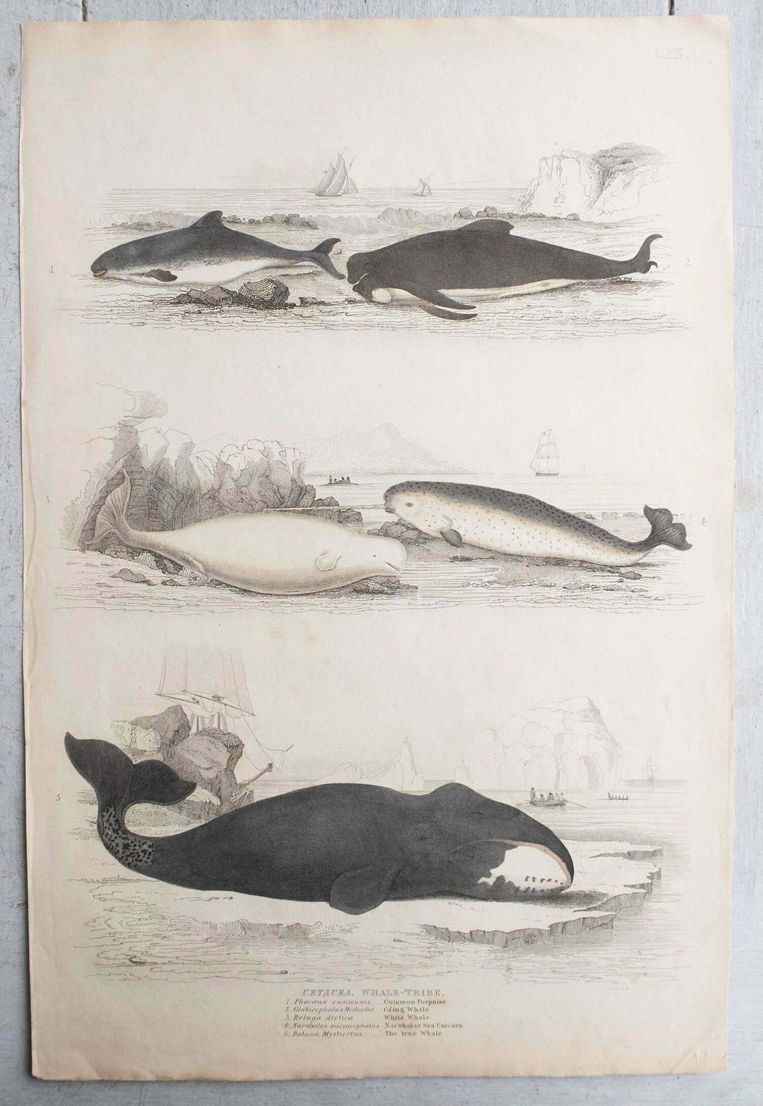 Large Original Antique Natural History Print, Whales And Dolphins, Circa 1835 photo Art