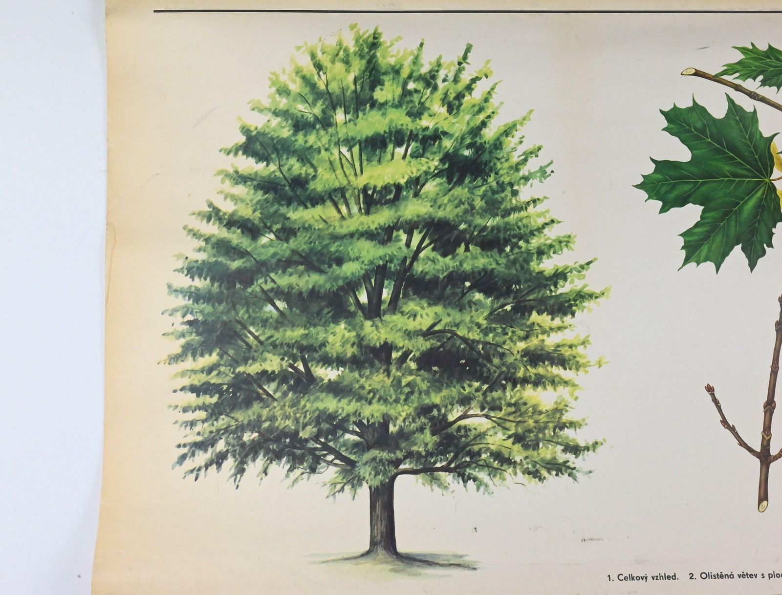 Botanical School Chart, Pull Down Chart, School Pull Down Chart, Vintage School Chart, School Chart, School Pull Down, School Poster, School photo Art
